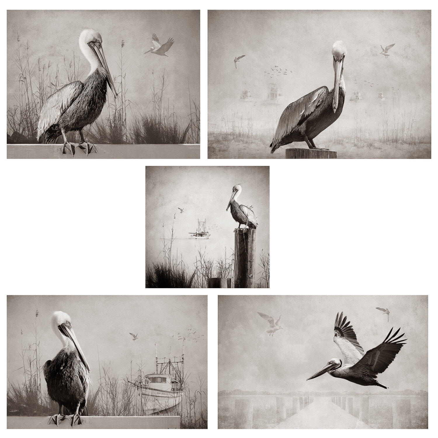 Sepia Pelican Collection