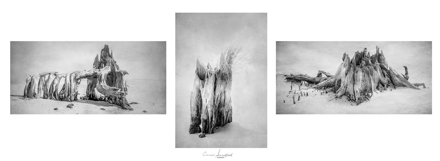 Driftwood Triptych in Black and White