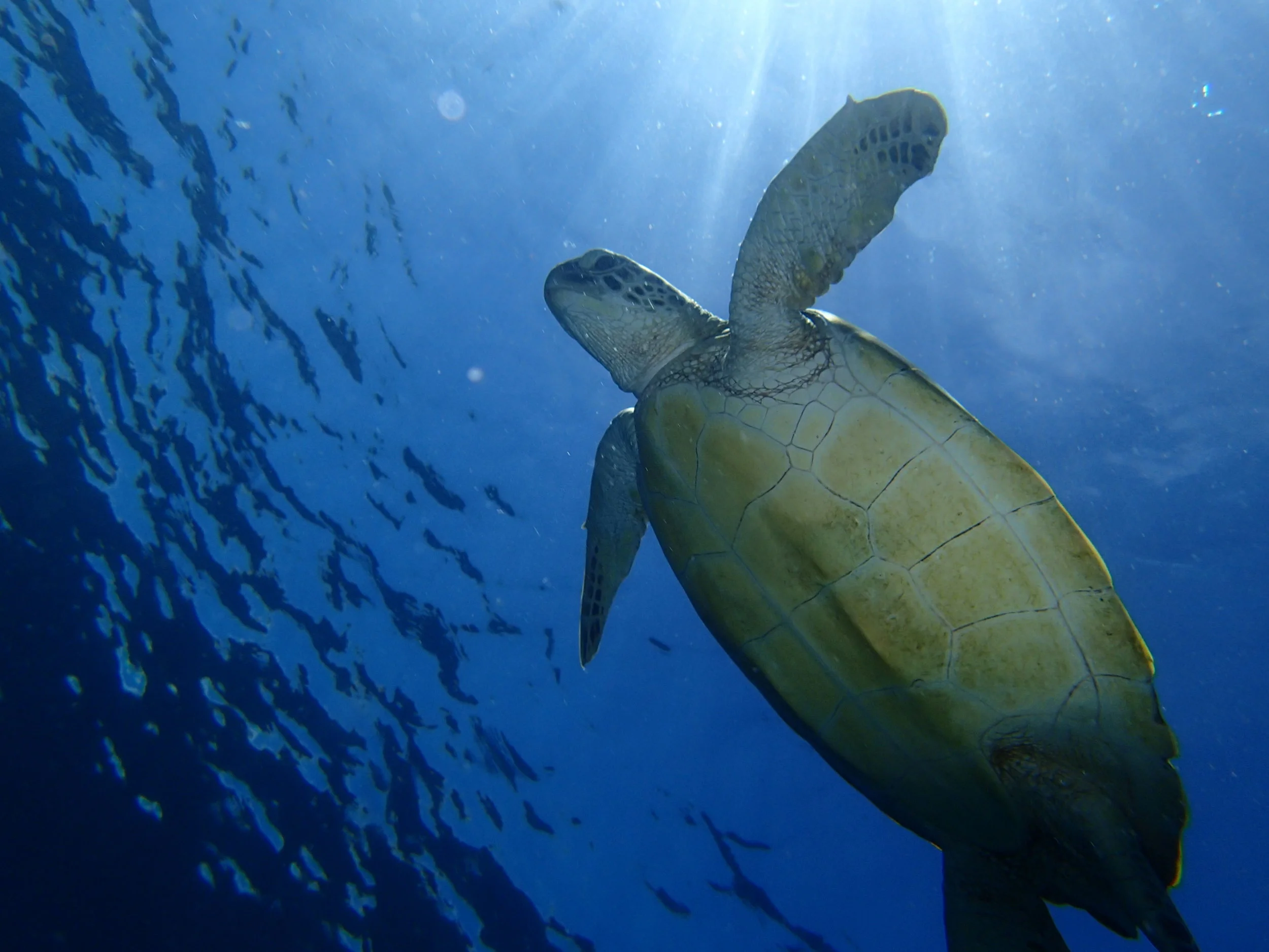 Sea Turtles, Lombok, Indonesia