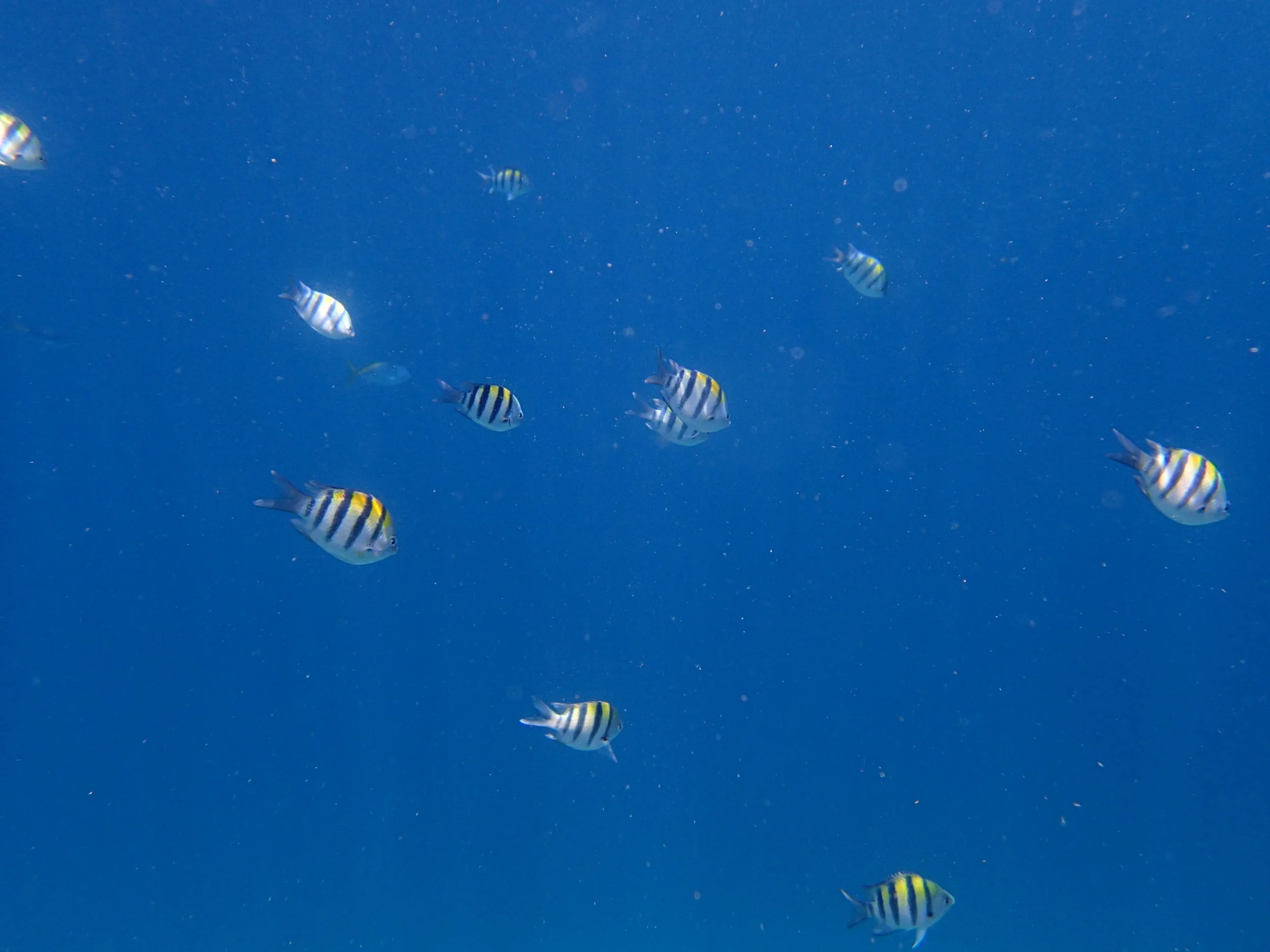Tropical Fish, Lombok, Indonesia