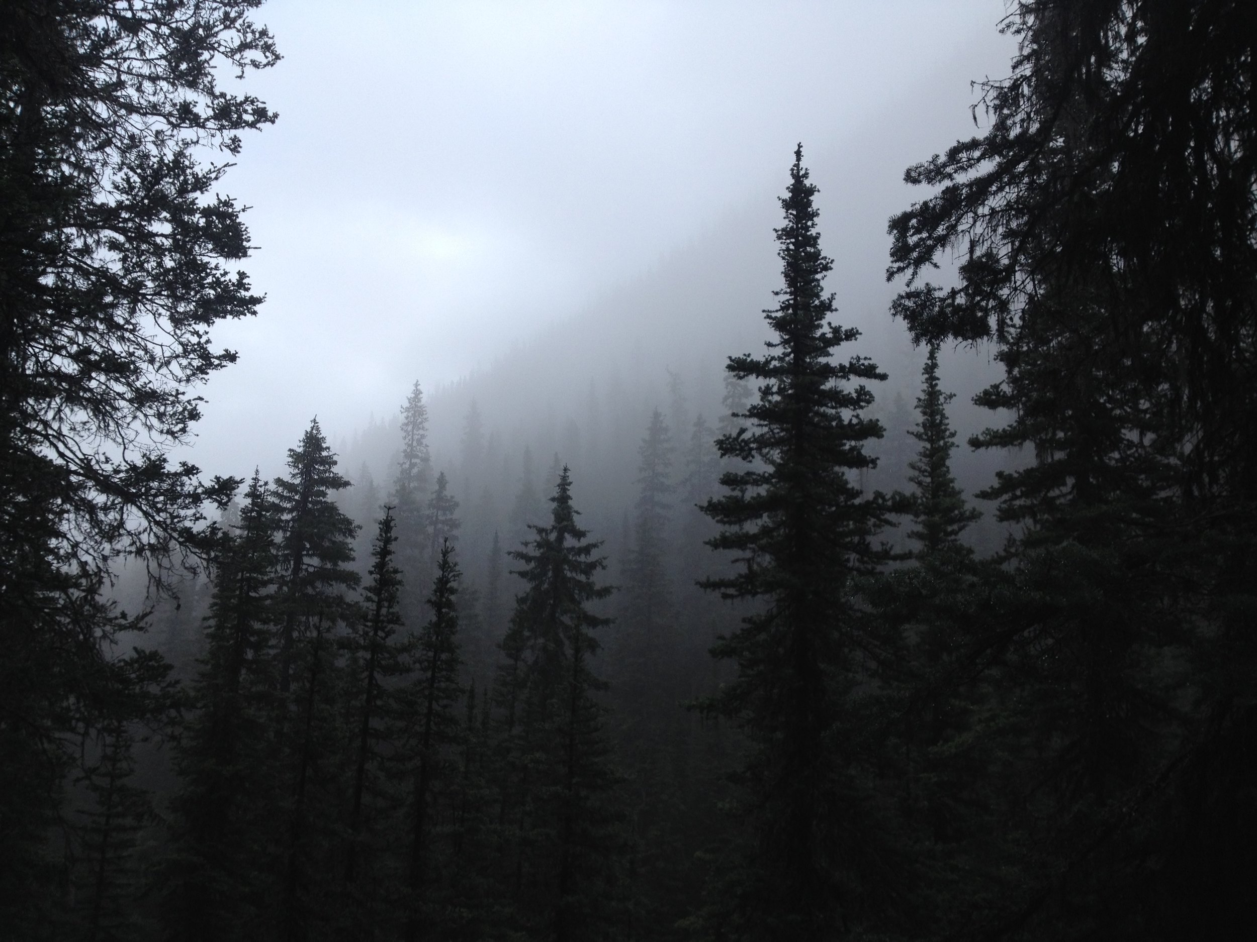 Lower slopes of Mt. Borgeau, Alberta, Canada