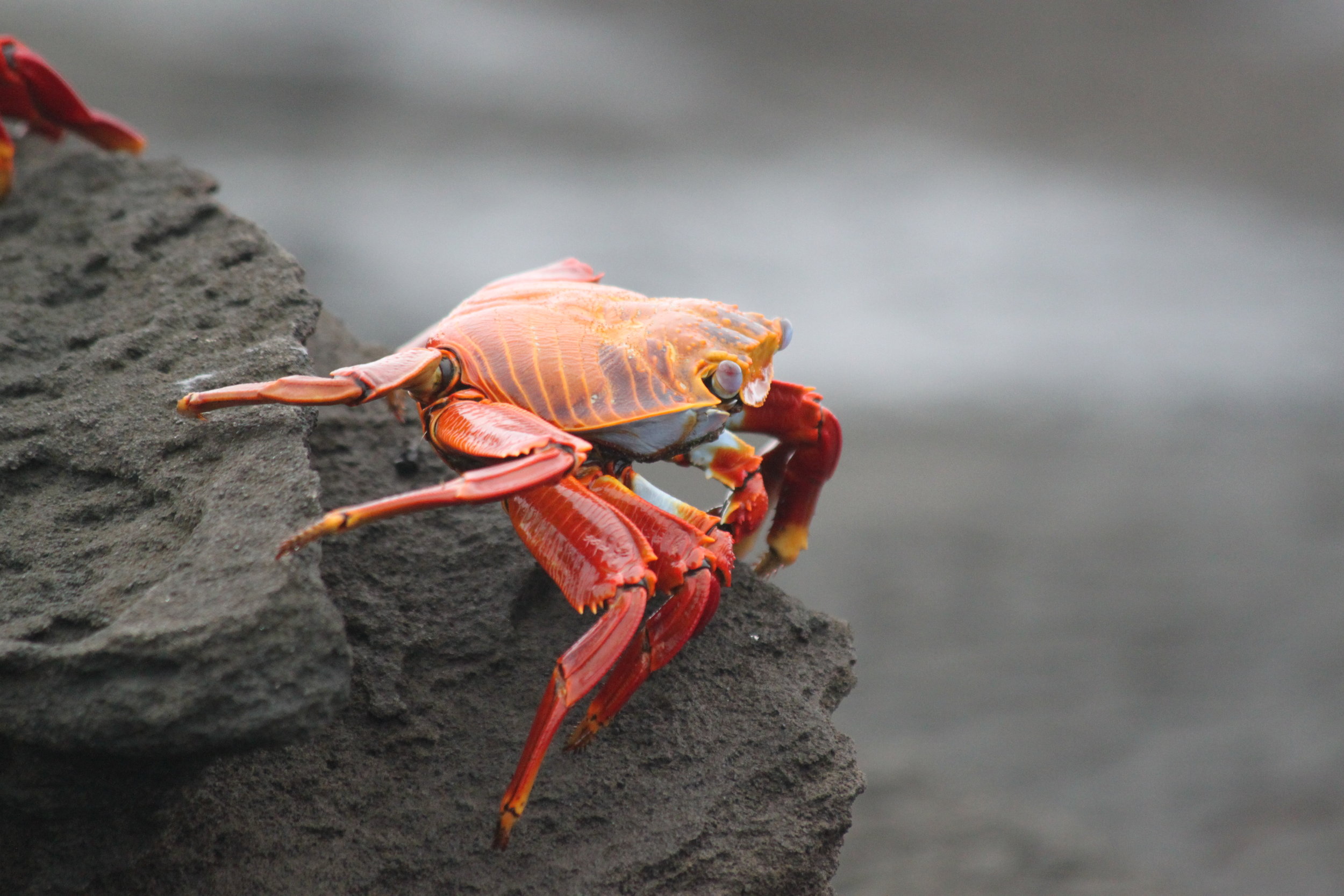 Sally Lightfoot Crabs, Galapagos Islands