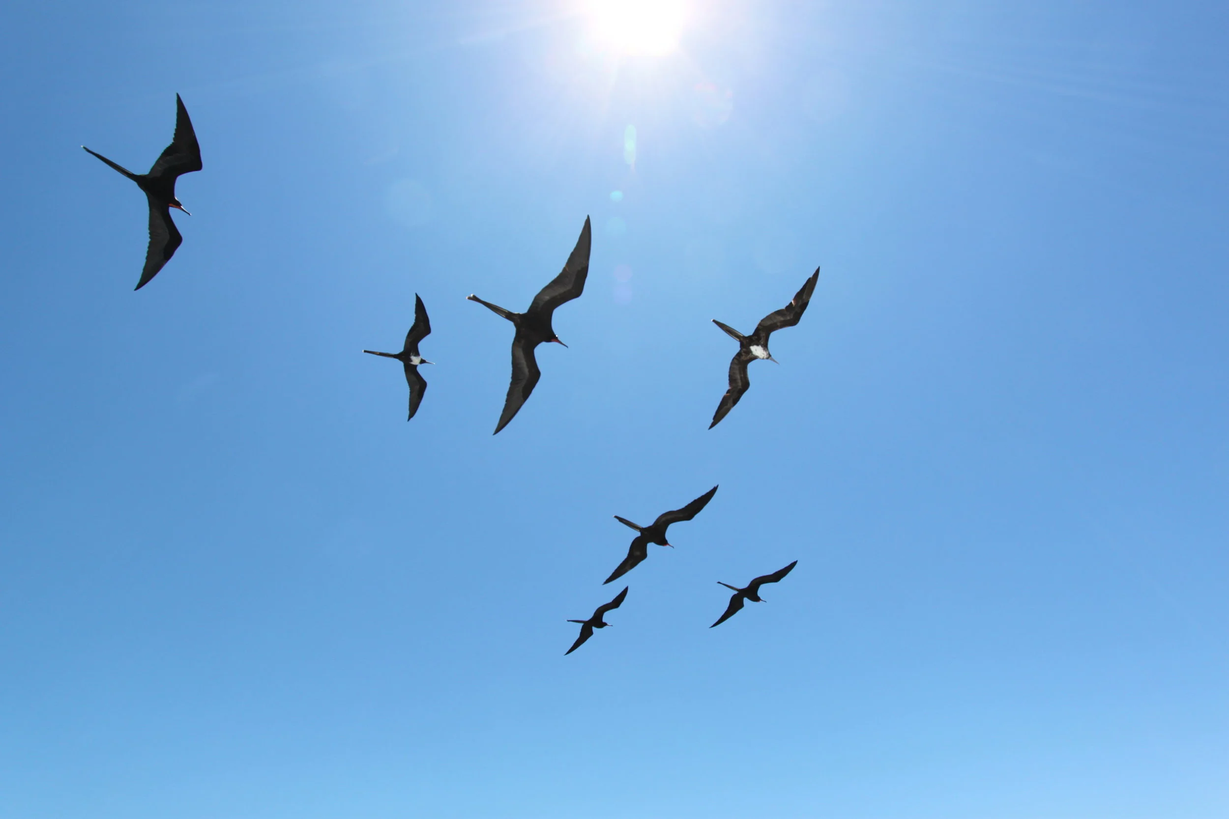 Frigate Birds, Galapagos Islands