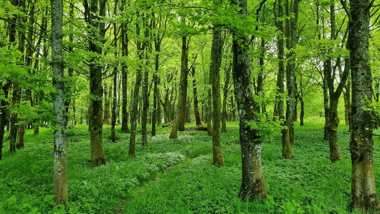 Have you heard of forest bathing?