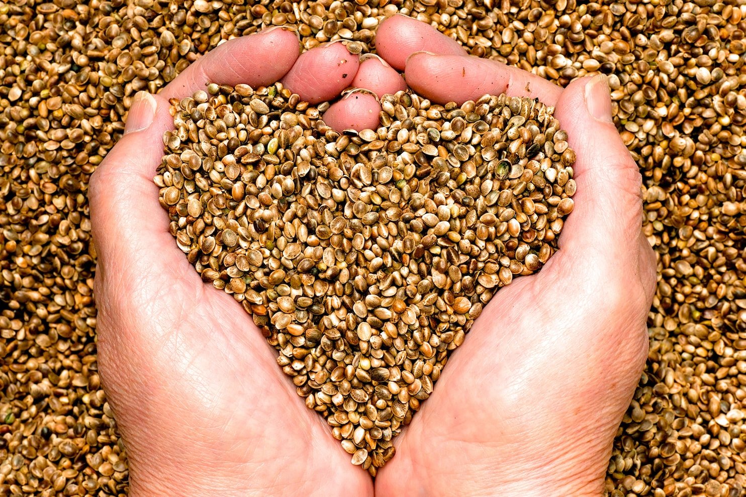Benefits of hemp seeds