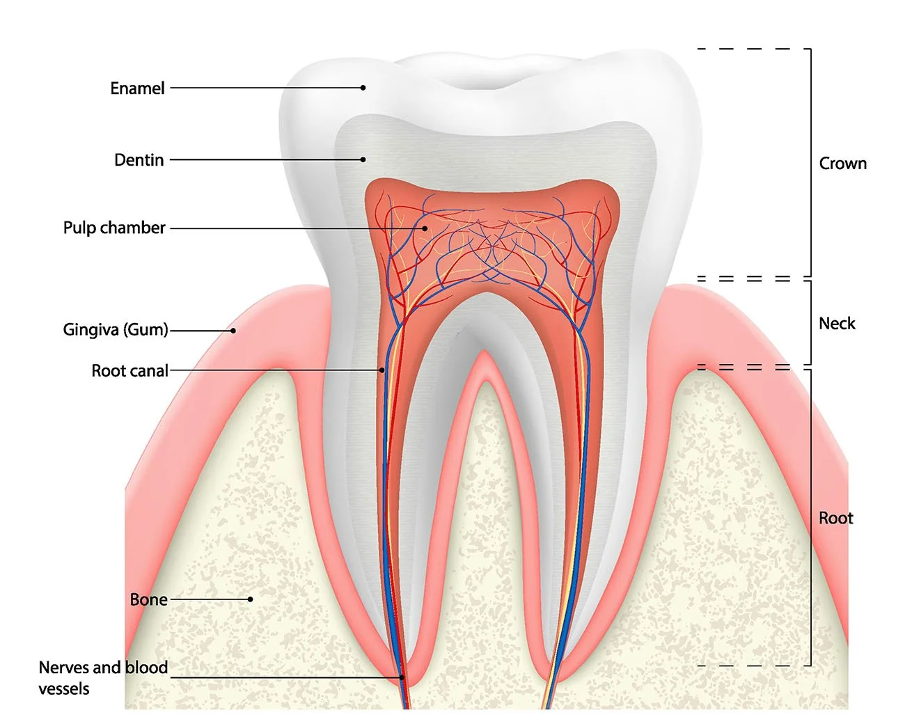 I have a root canal and it is hurting, what are my options?