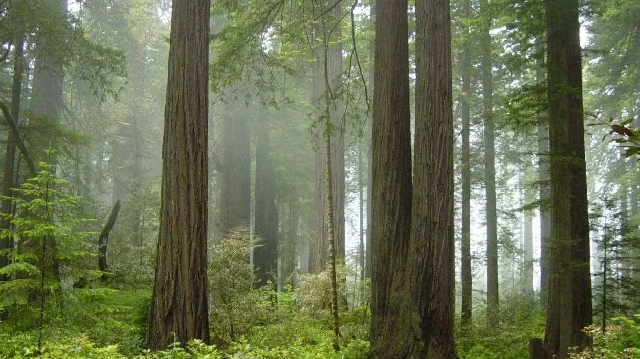 Redwood_National_Park,_fog_in_the_forest.jpg
