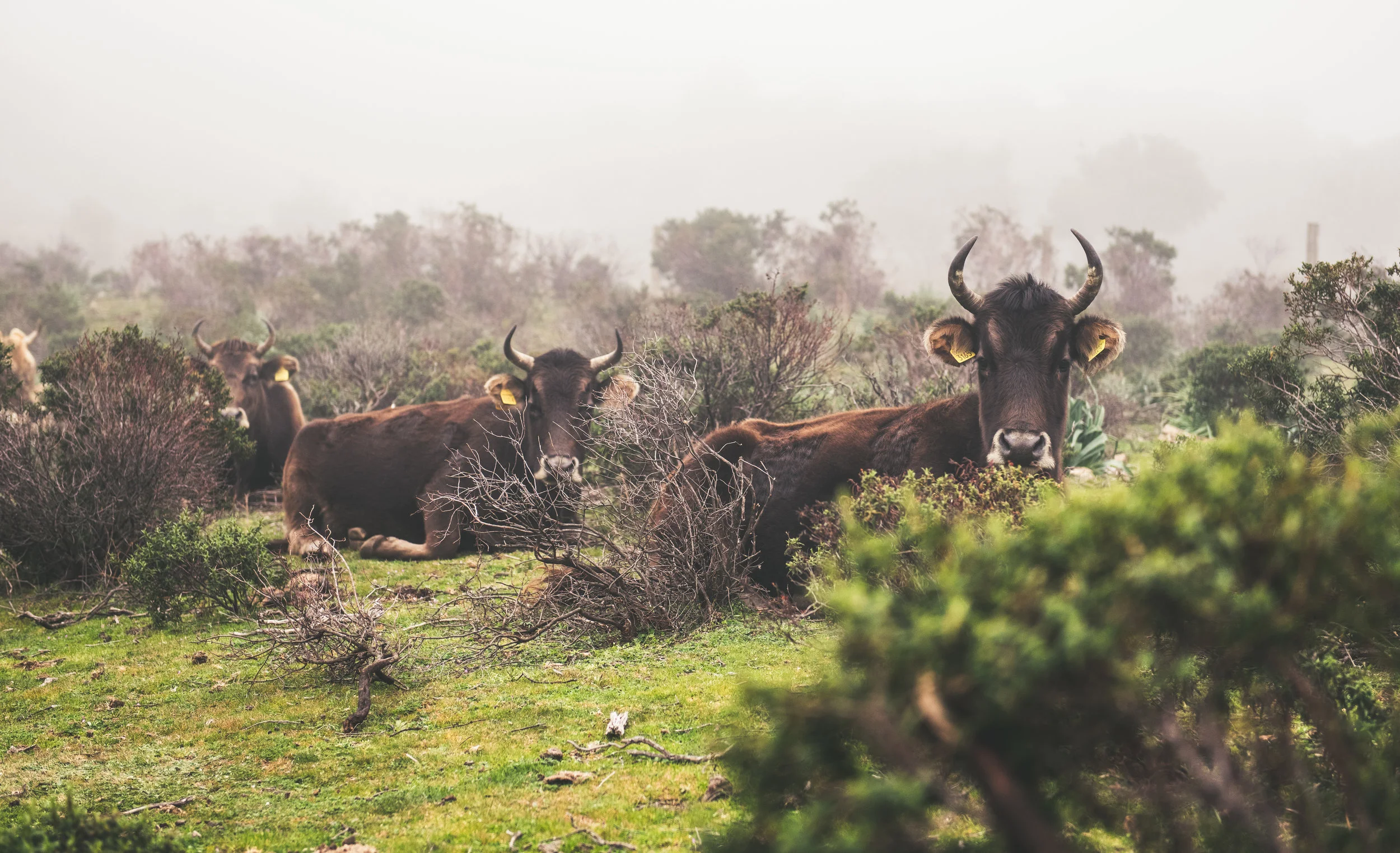 Road trip to Sardinia  