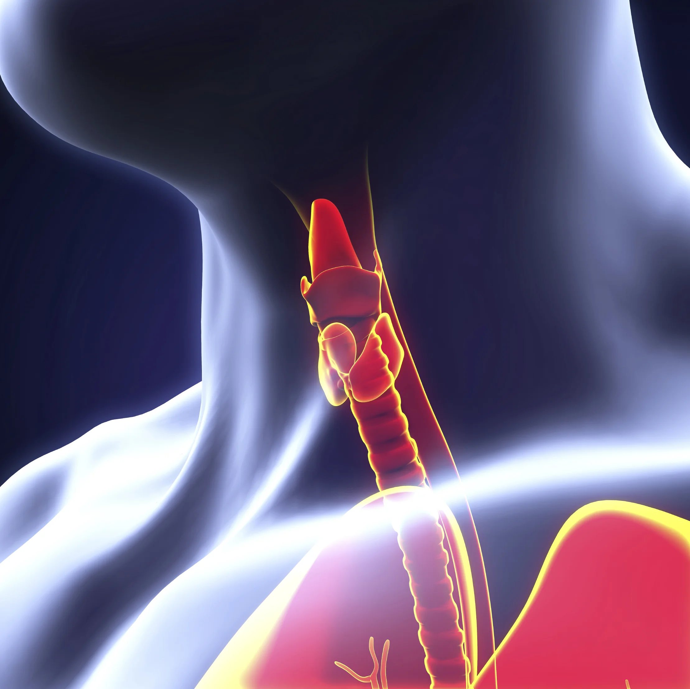 thyroid optimization