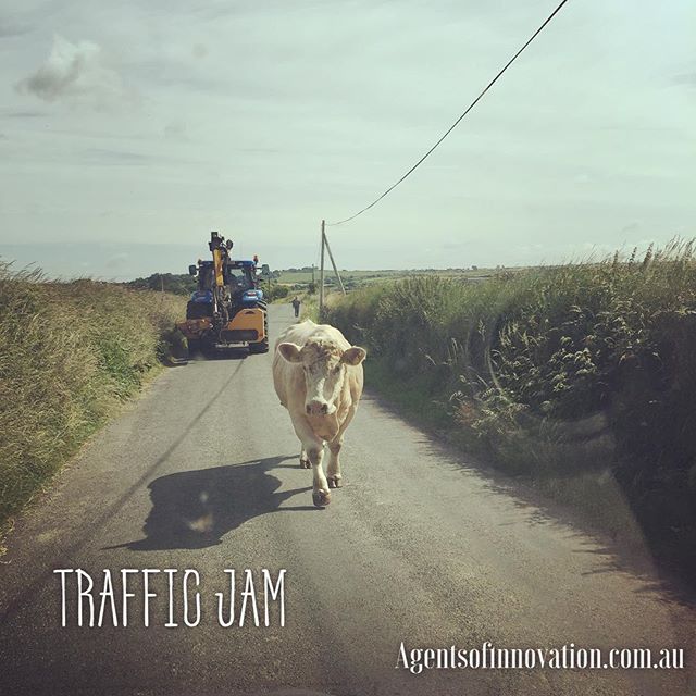 Expect the unexpected! Sometimes you just have to stop and appreciate the hurdles in front of you.
#instagood #igers #me #biz #entrepreneur #youfirst #traffic #ireland #cow #picoftheday #life #change #stop #myjob #ilovemyjob #instadaily #follow #smile #smelltheroses #start