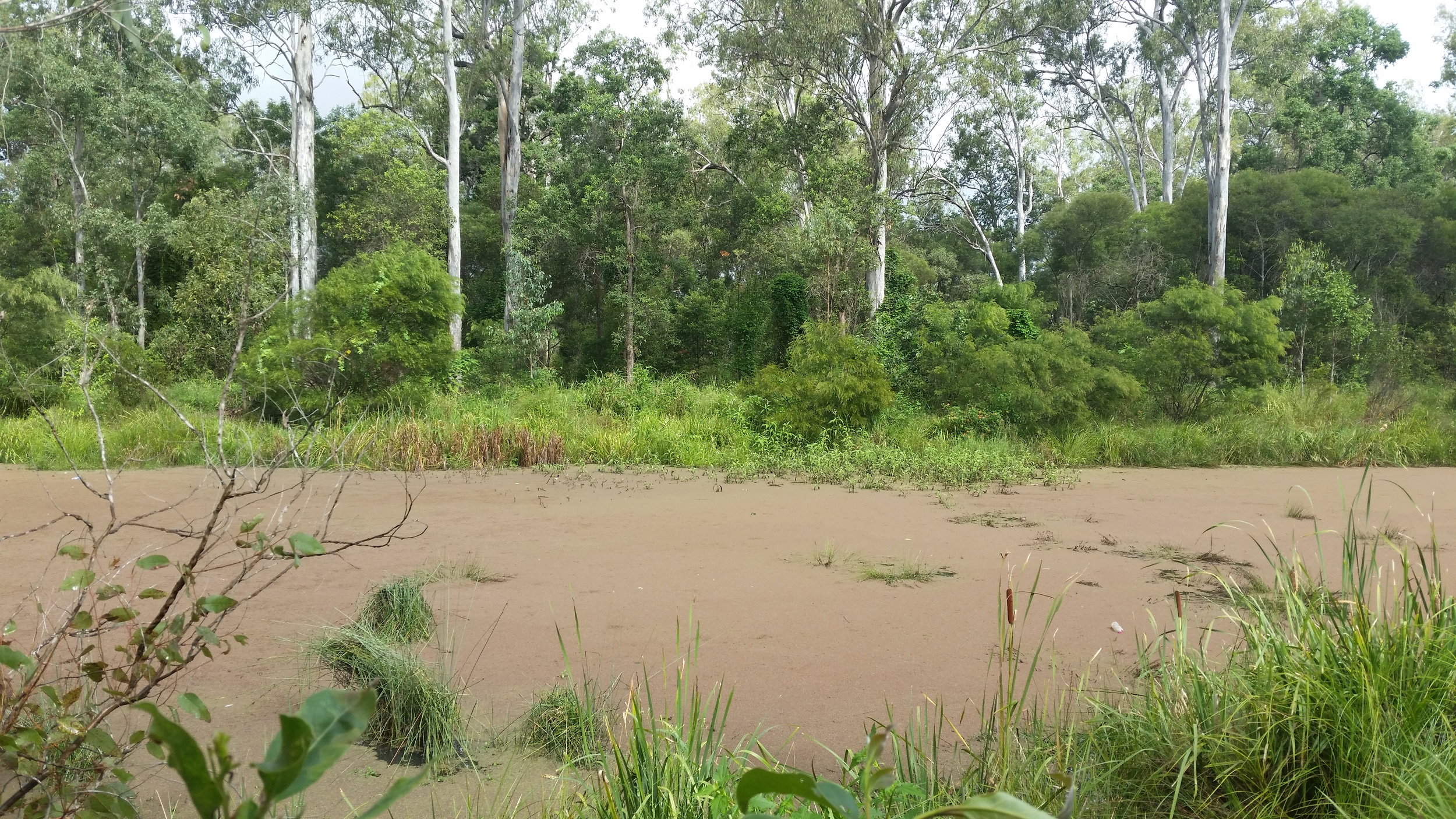 Cardena Drive Wetland