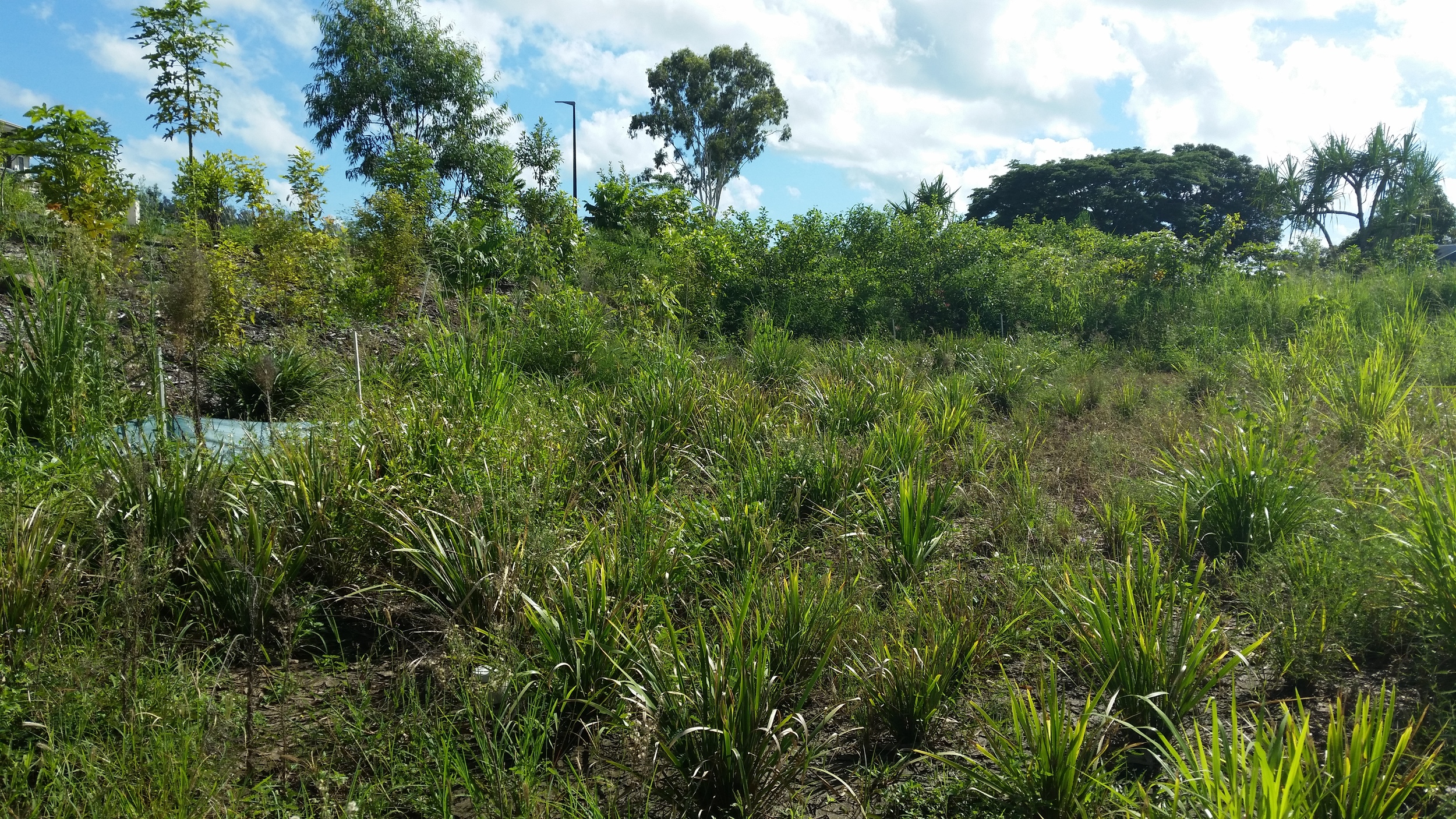 Regatta Waters Bioretention System