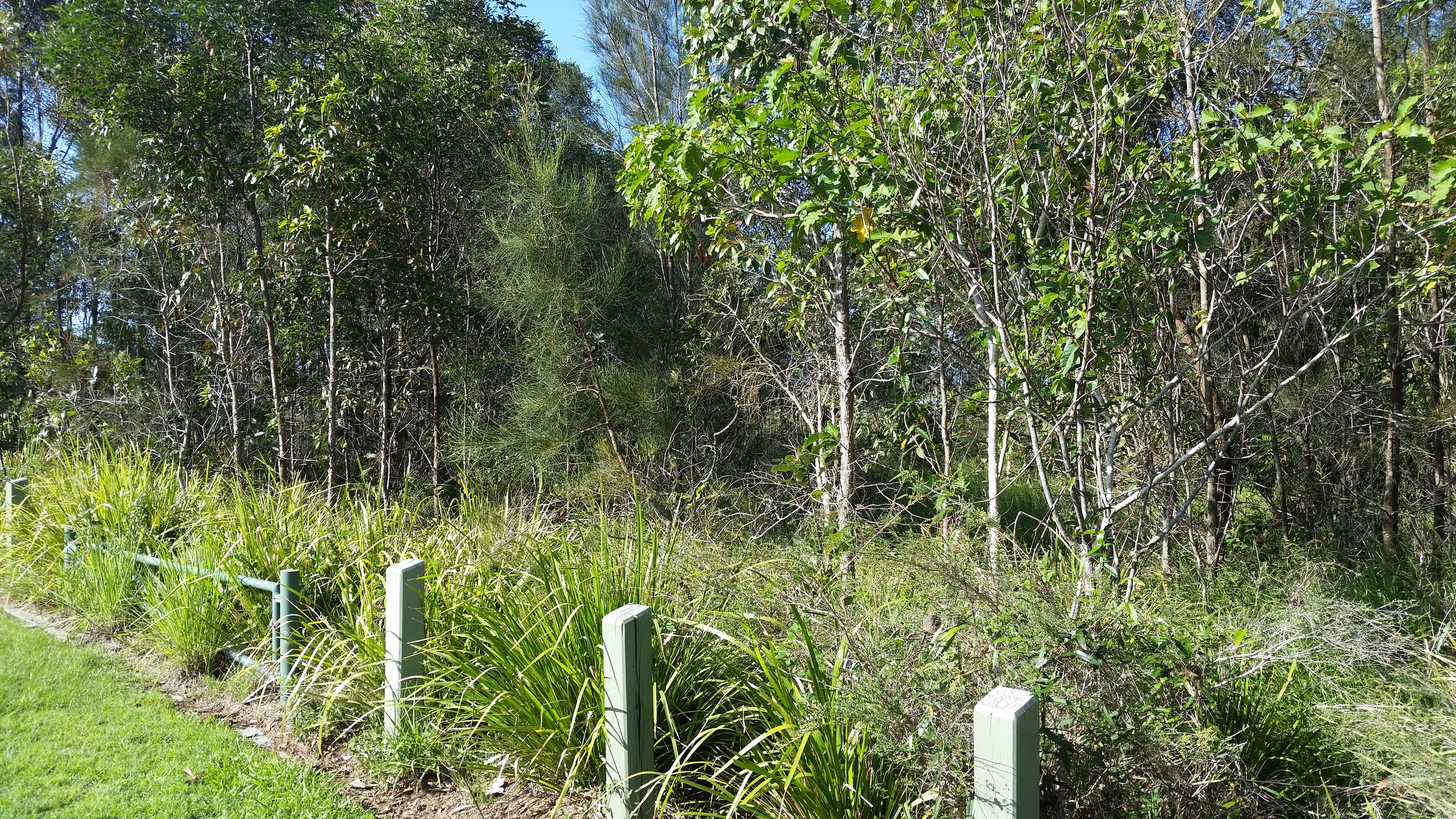 Alvine Drive Bioretention System