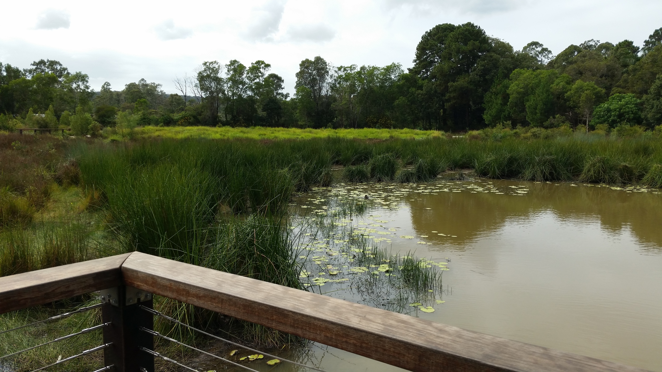 Shailer Pioneer Park Wetland