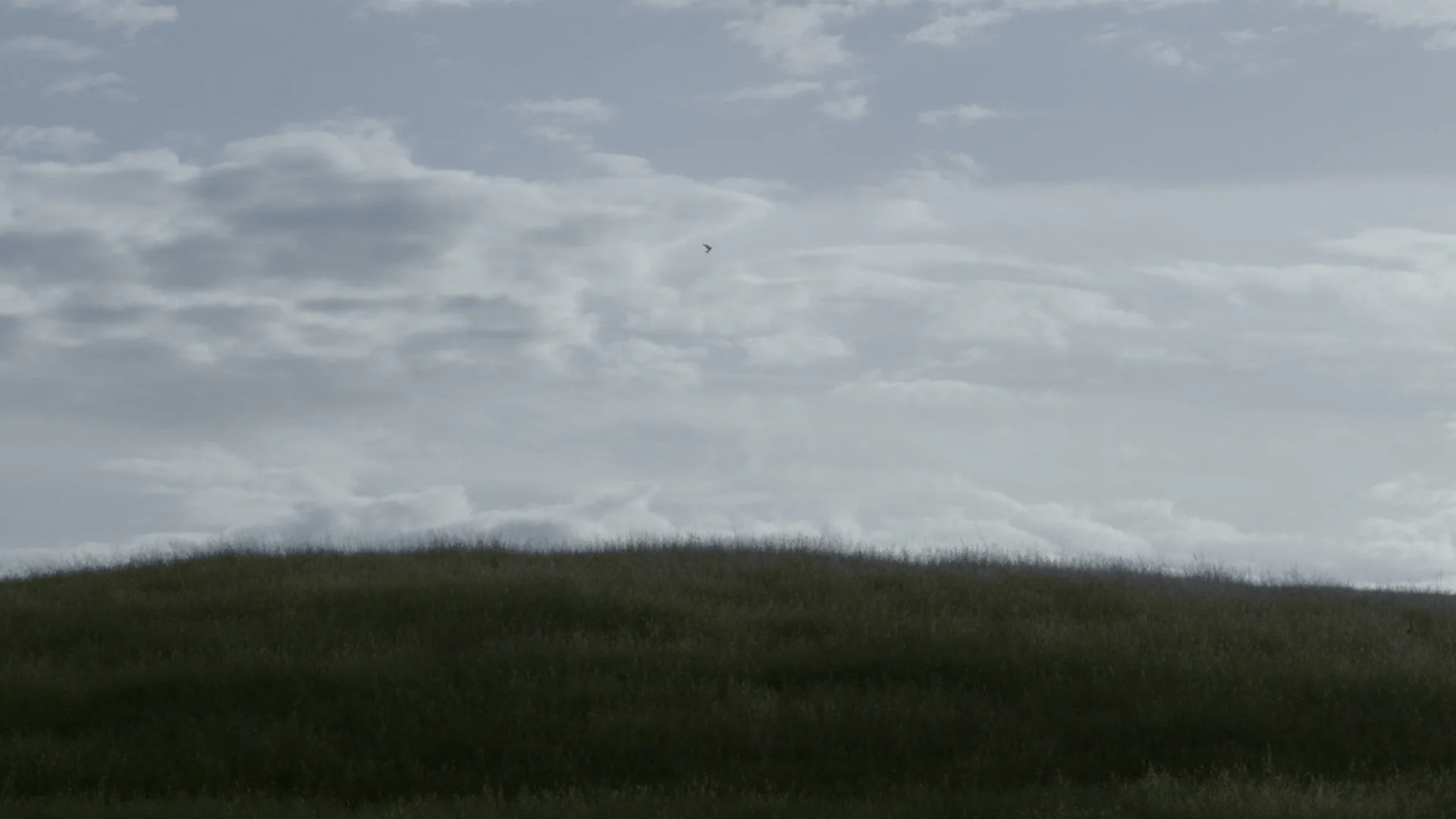 bird0.jpg