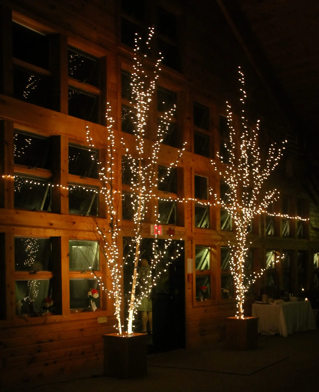 Birch Trees with Fairy lights 2.jpg