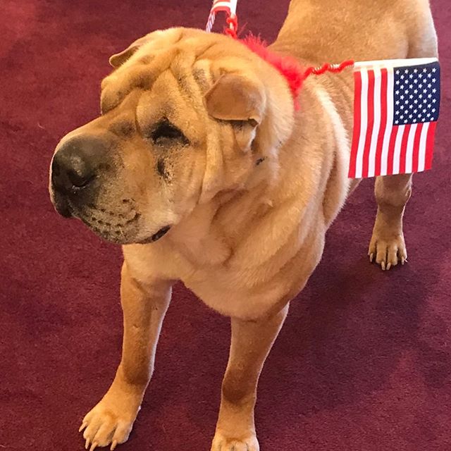 Simon says get your red white and blue on @shoplarmoire  #estatejewelry  #boutique #fryay #fairfieldcountyct  #westchestercounty  #ctmagazine  #fashionista  #fashionblogger  #myfavoritethings #redwhiteandblue #newcanaanmoms #ridgefieldmoms #celebrate