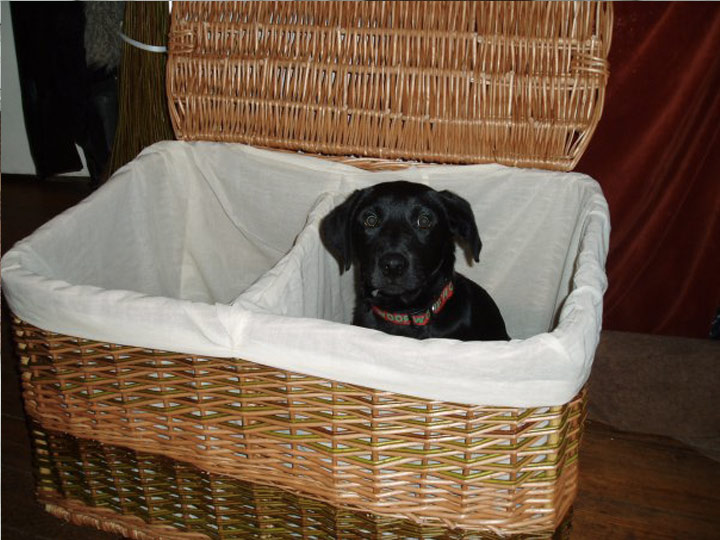 Double Laundry Basket (dog not included)£175