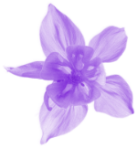 cradle-to-grave-small-purple-flower.png