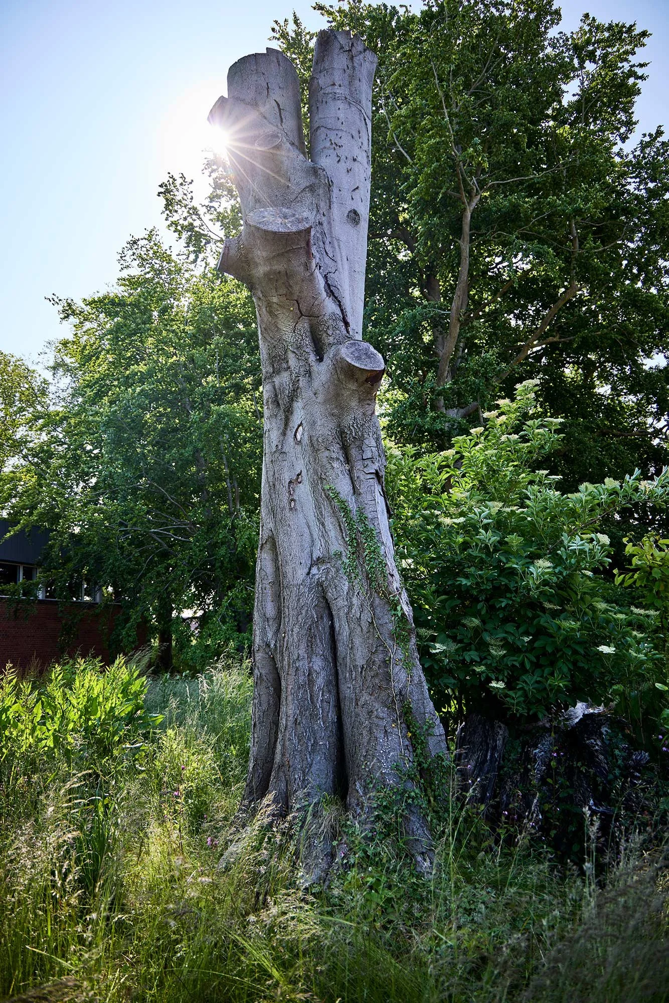  ESG RAPPORT / BUUS ANLÆGSGARTNER 