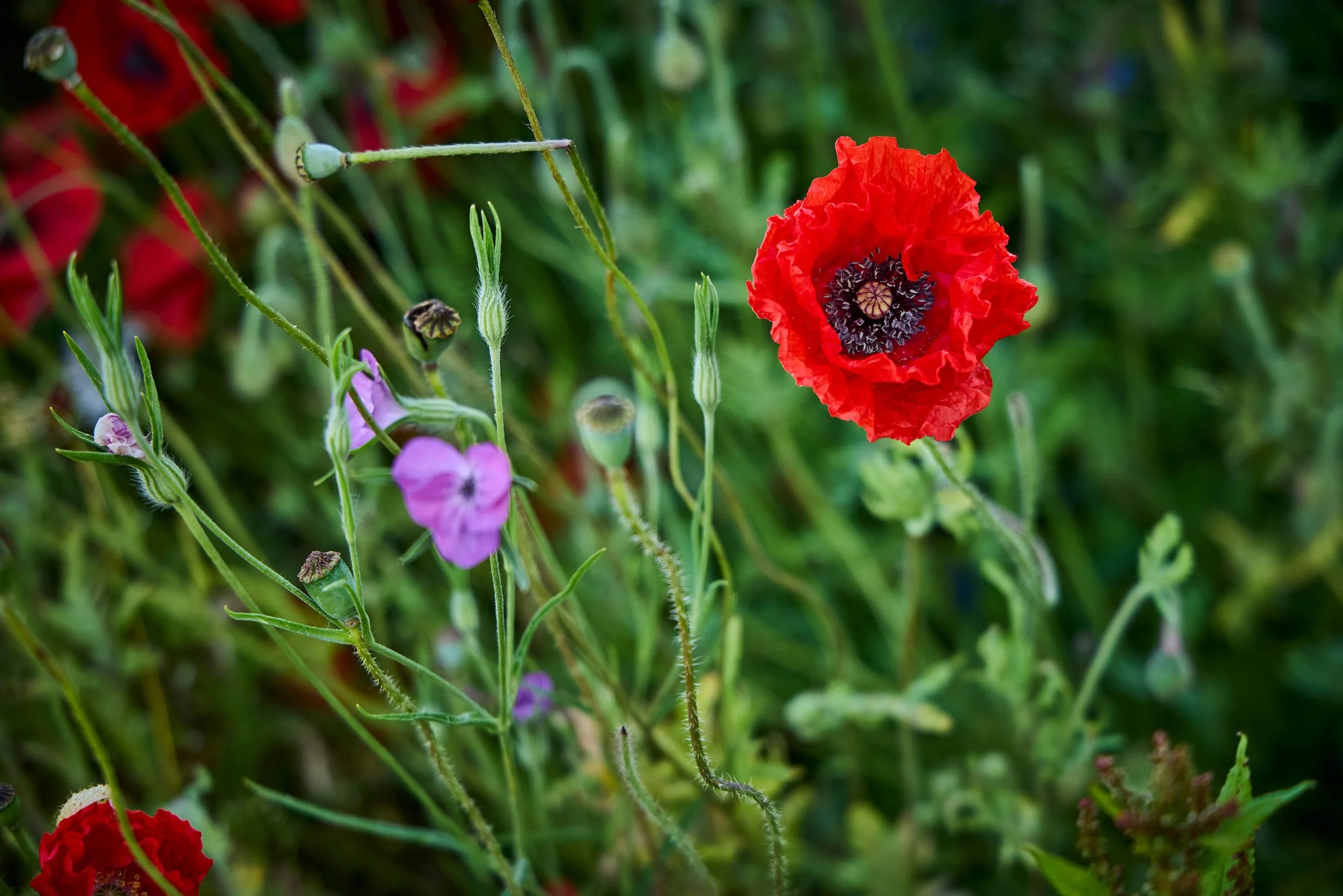  ESG RAPPORT / BUUS ANLÆGSGARTNER 