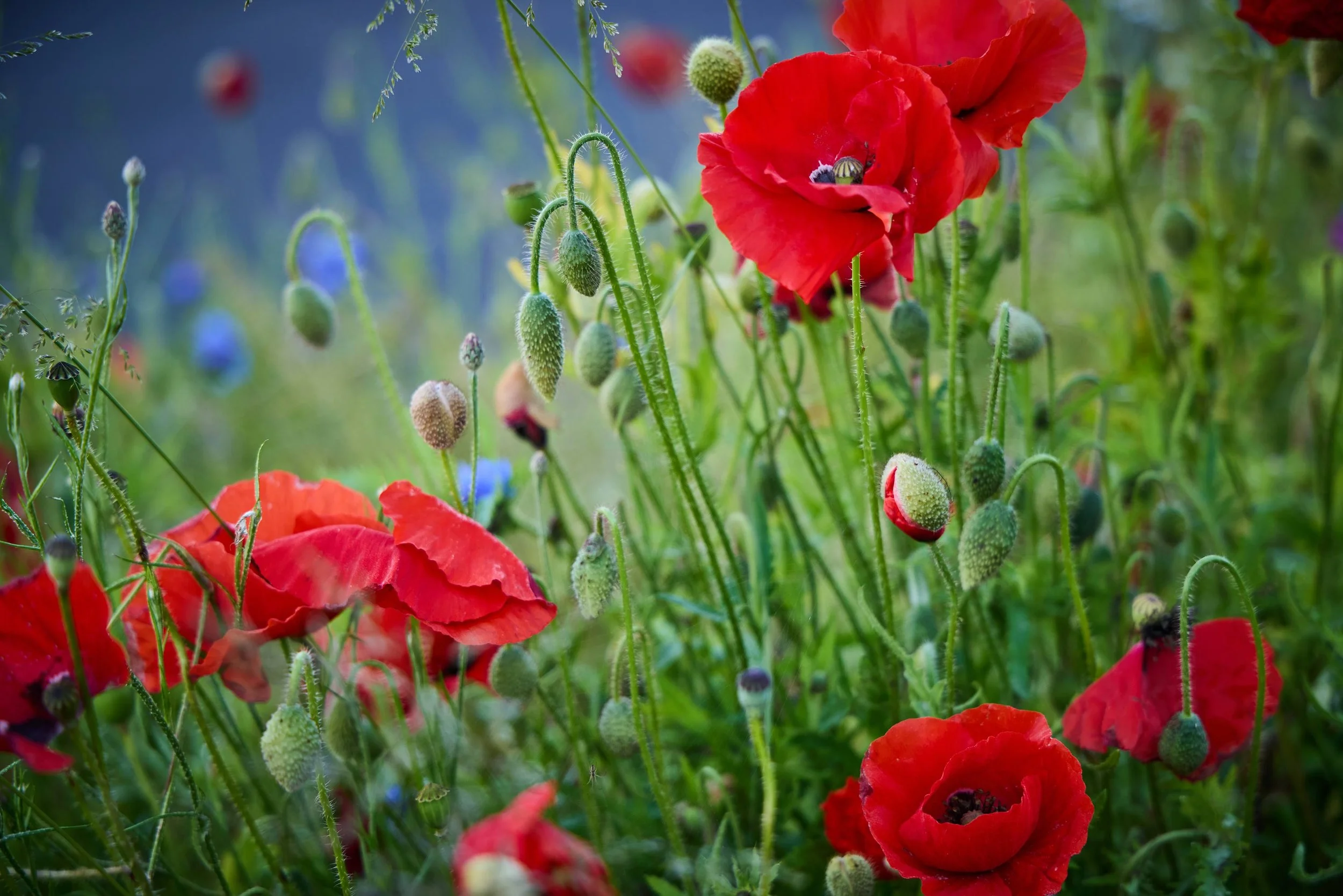  ESG RAPPORT / BUUS ANLÆGSGARTNER 