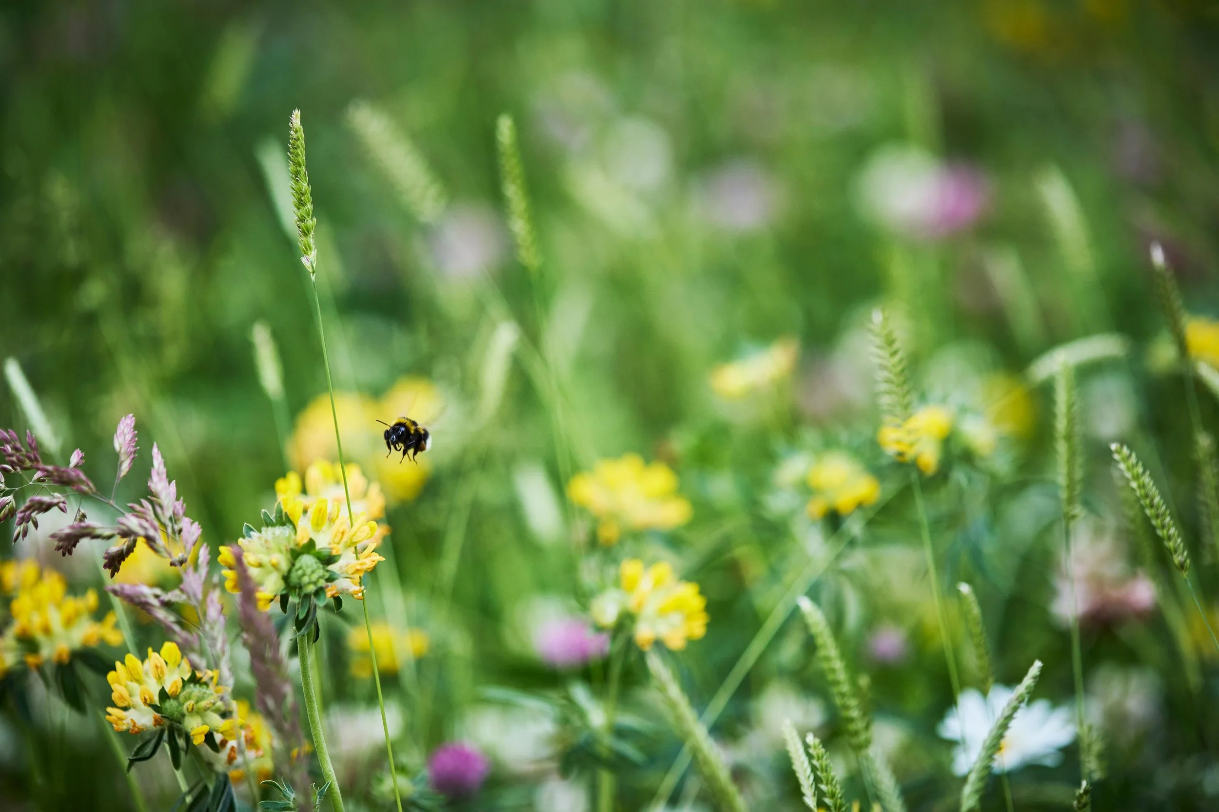  ESG RAPPORT / BUUS ANLÆGSGARTNER 