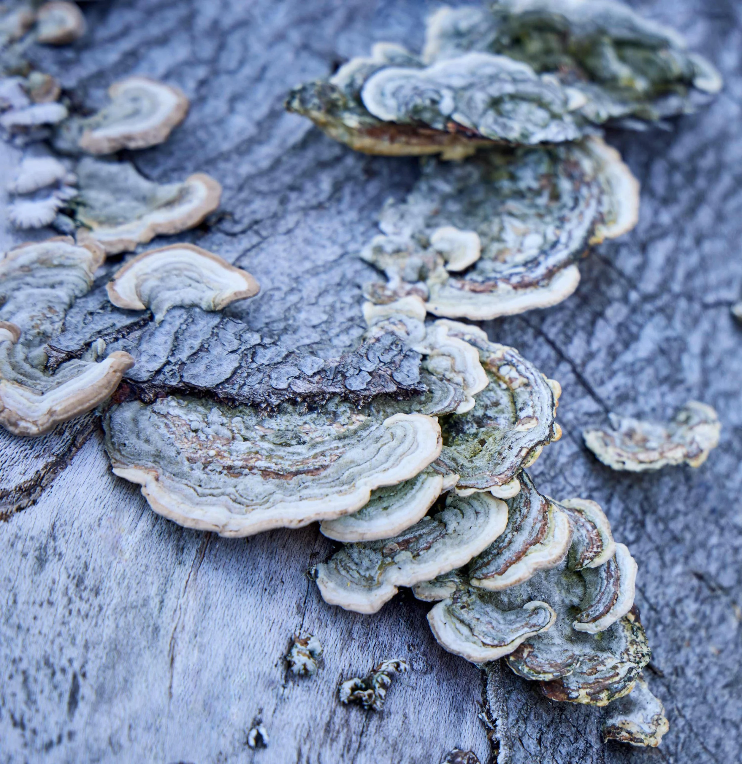  ESG RAPPORT / BUUS ANLÆGSGARTNER 