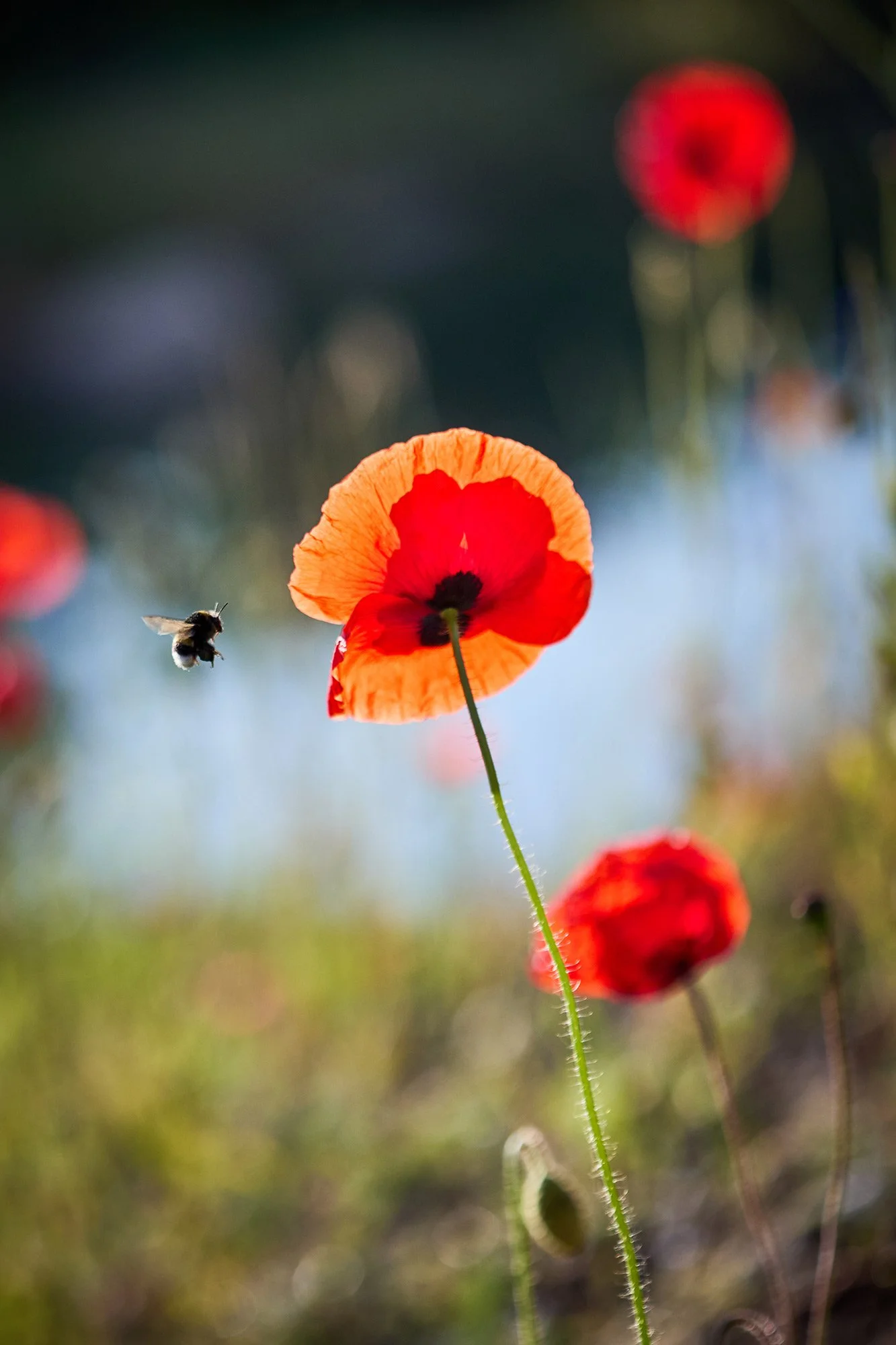  ESG RAPPORT / BUUS ANLÆGSGARTNER 