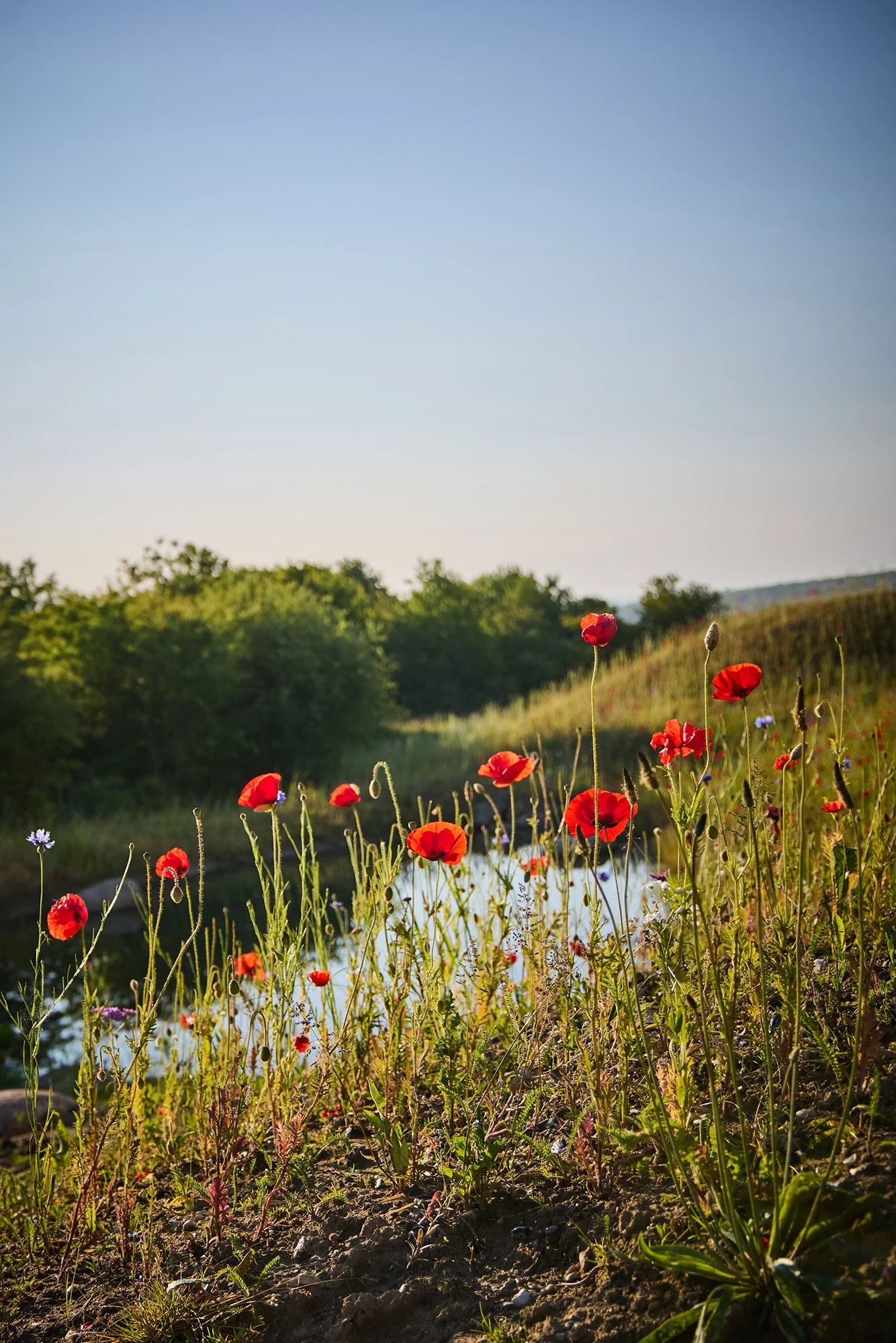  ESG RAPPORT / BUUS ANLÆGSGARTNER 