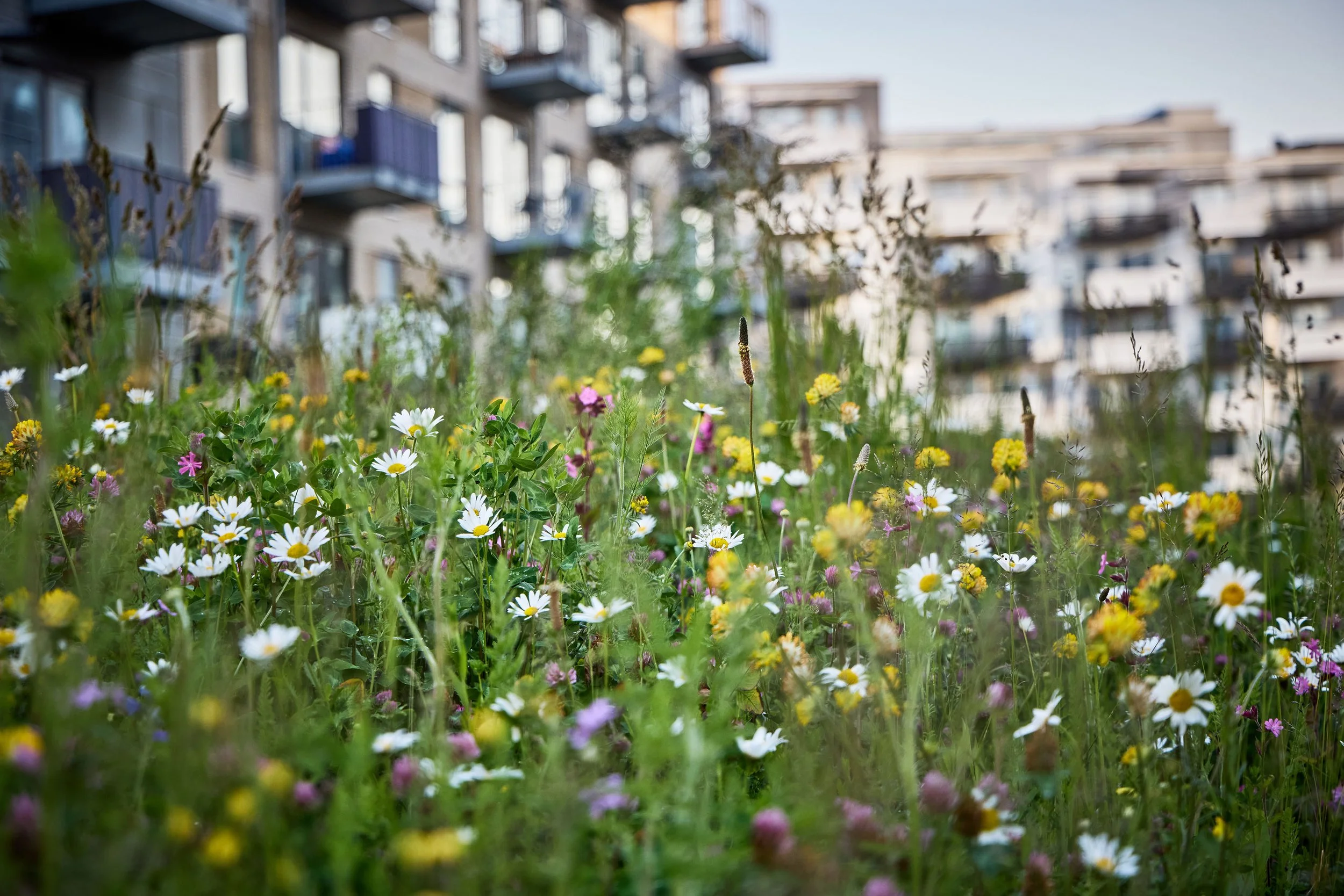  ESG RAPPORT / BUUS ANLÆGSGARTNER 