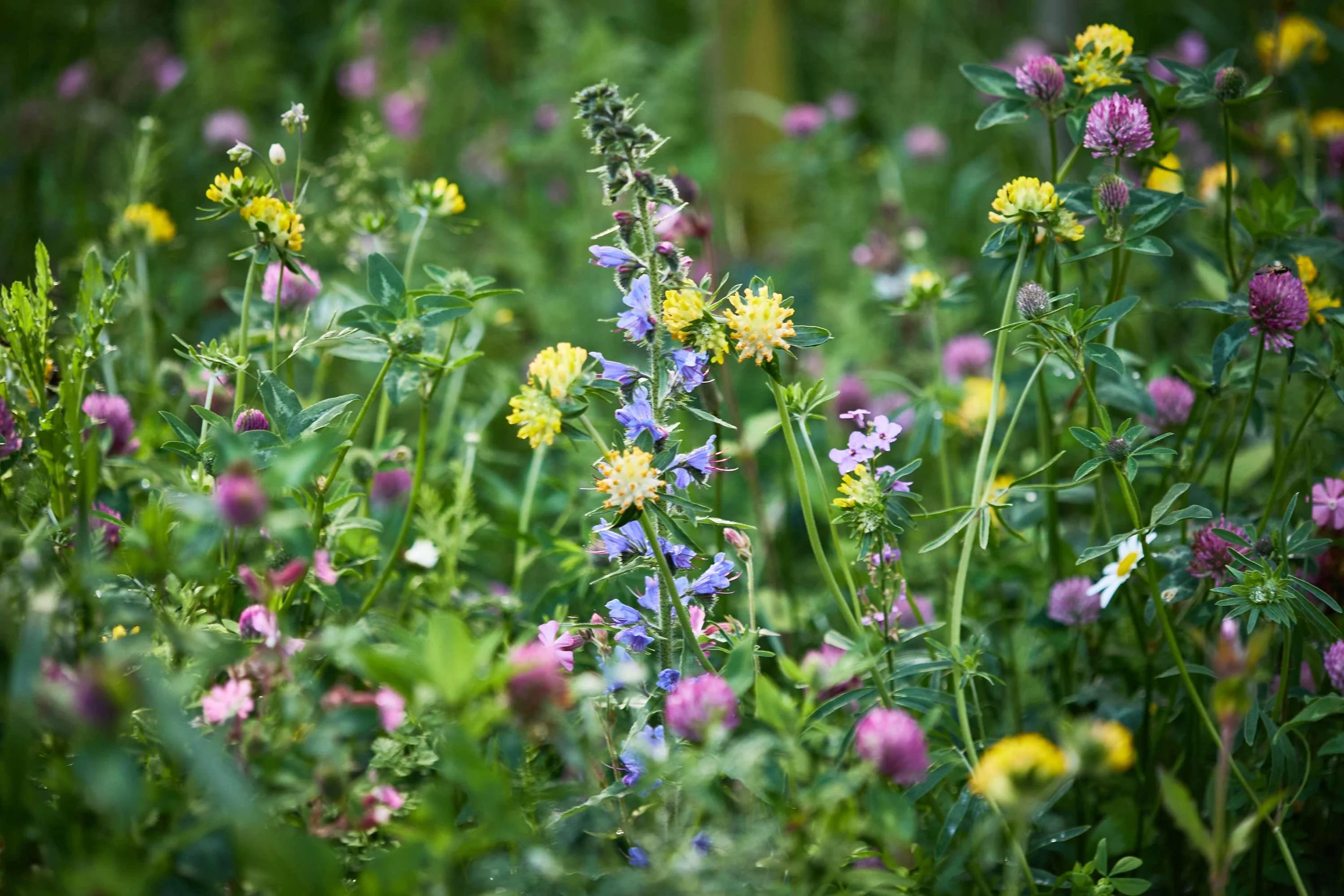  ESG RAPPORT / BUUS ANLÆGSGARTNER 