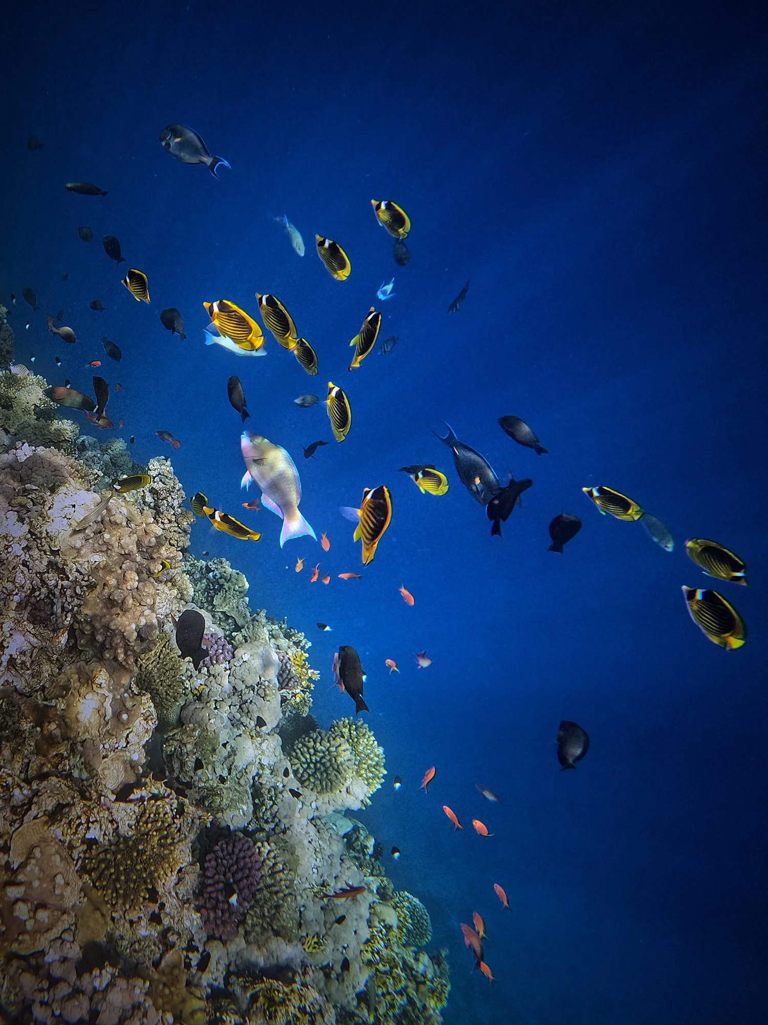  TAMRA BEACH RESORT / SHARM EL SHEIKH 