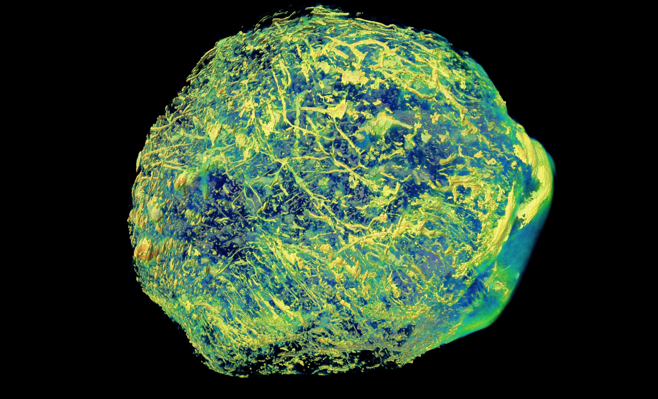 SW1222_vasc_cast_OPT.jpg