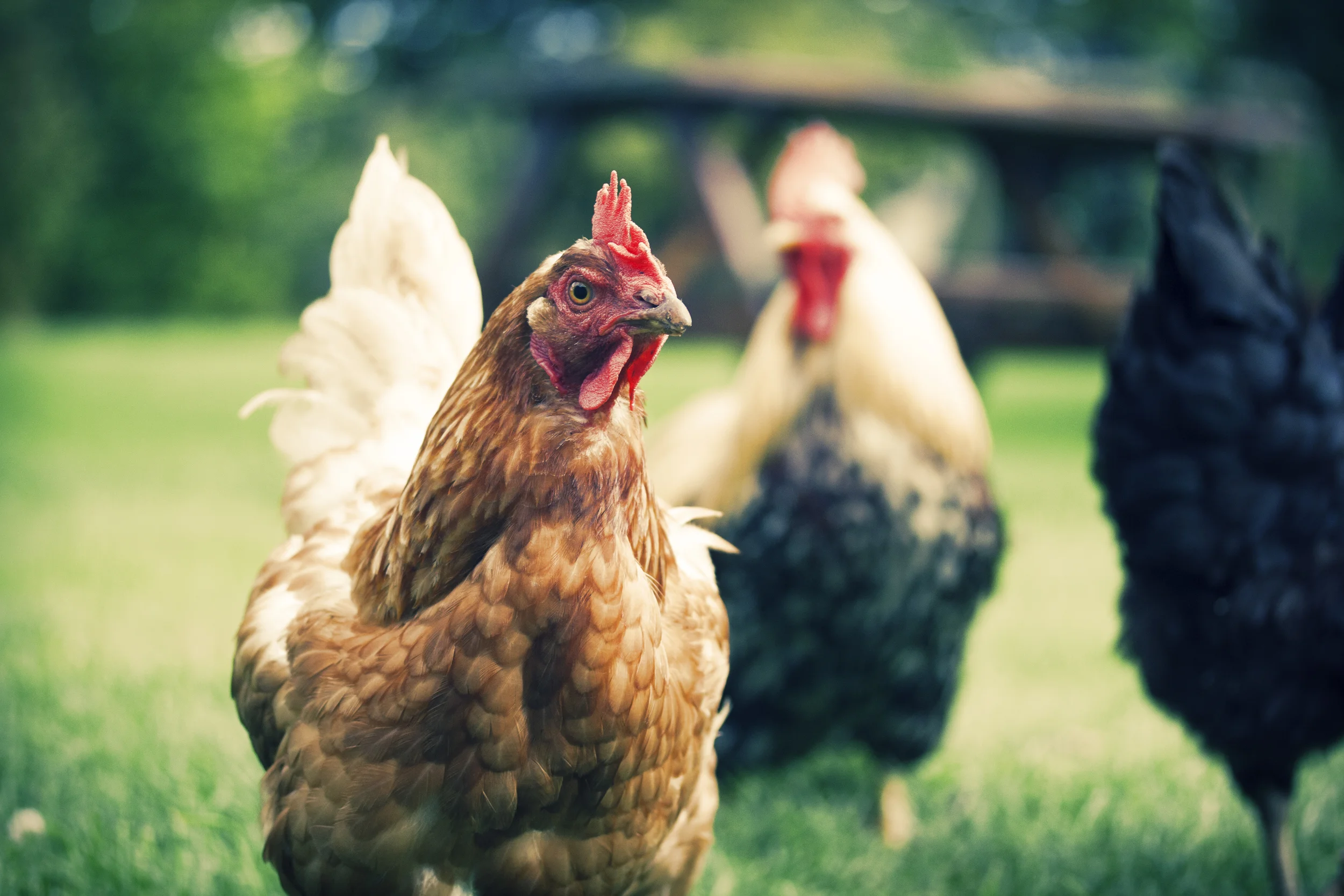 CM-Chickens.jpg