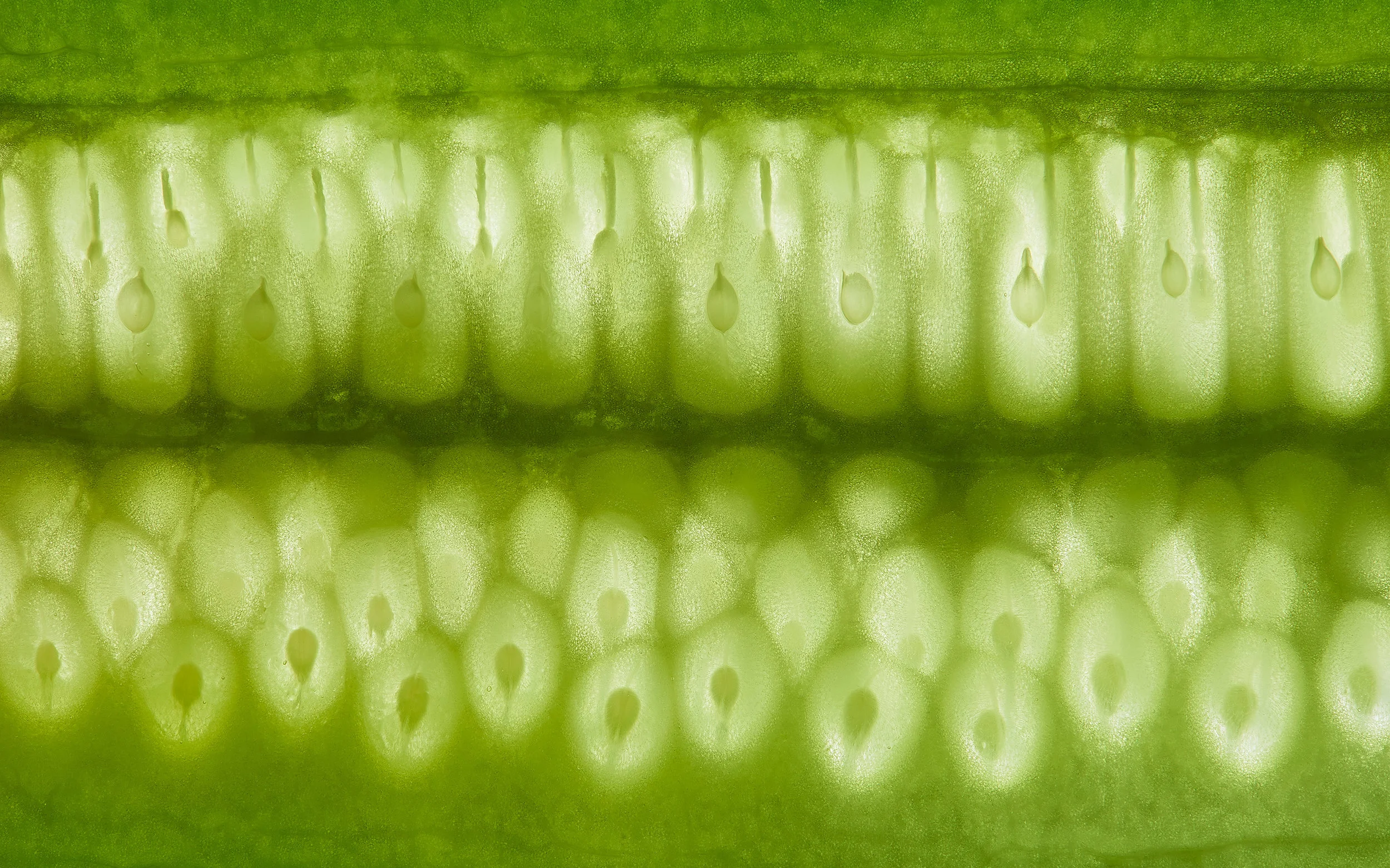 cucumber, close-up, Nahaufnahme, Gurke, Makrofotografie, macro