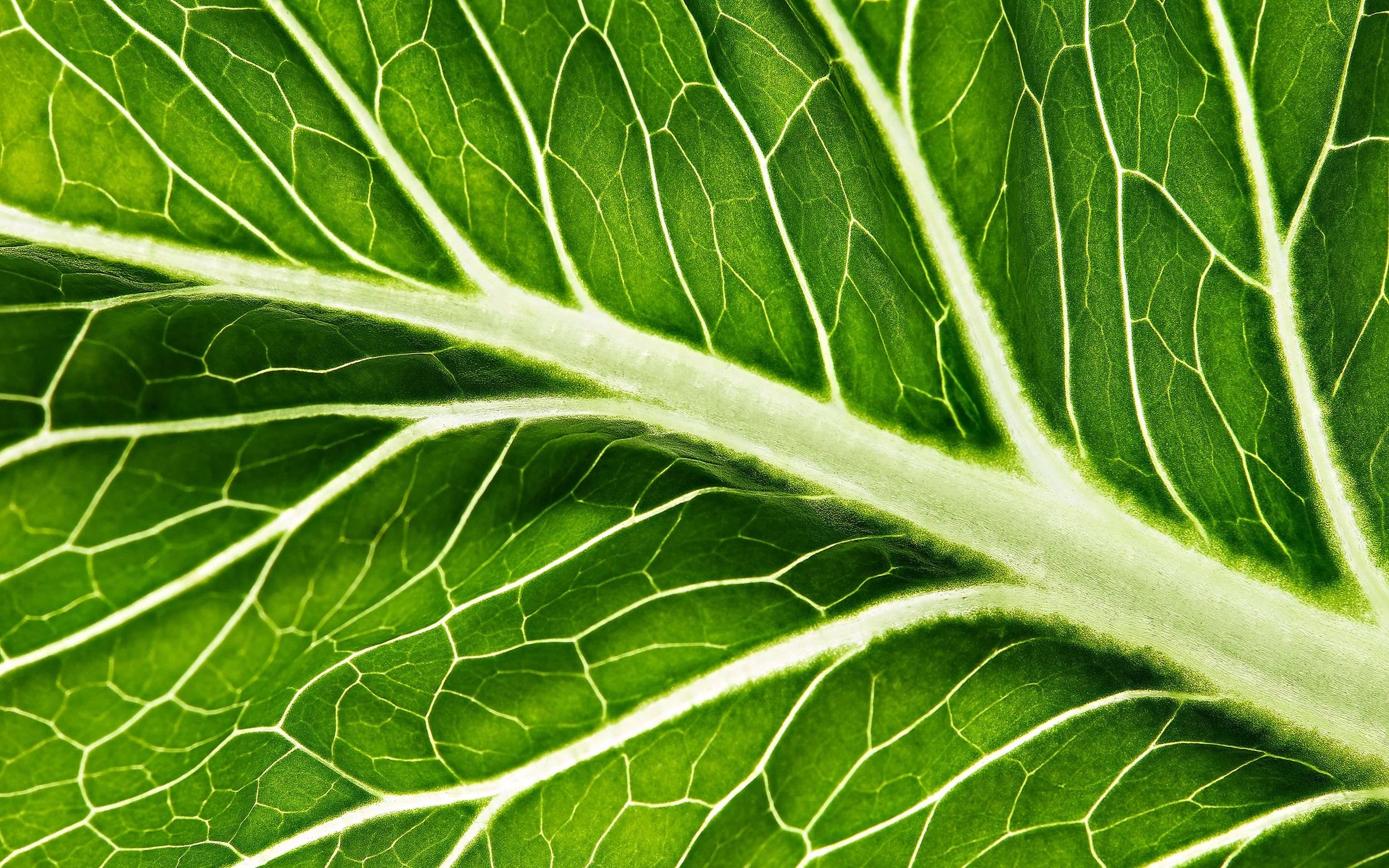 salat, leaf, close-up, Nahaufnahme, Romana-Salat, Makrofotografie, macro