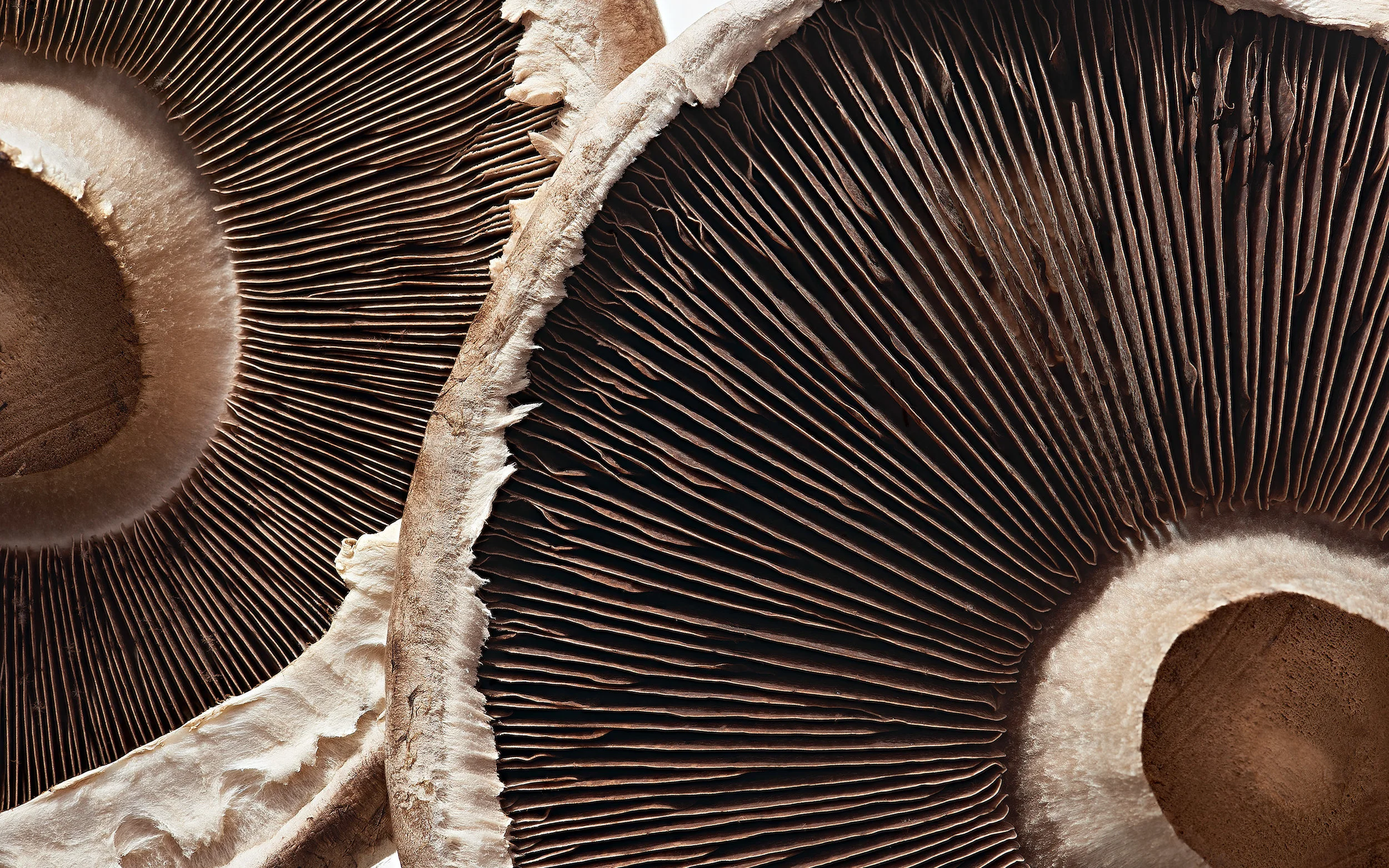 portobello, champignon, mushroom, close-up, Nahaufnahme, Makrofotografie, macro