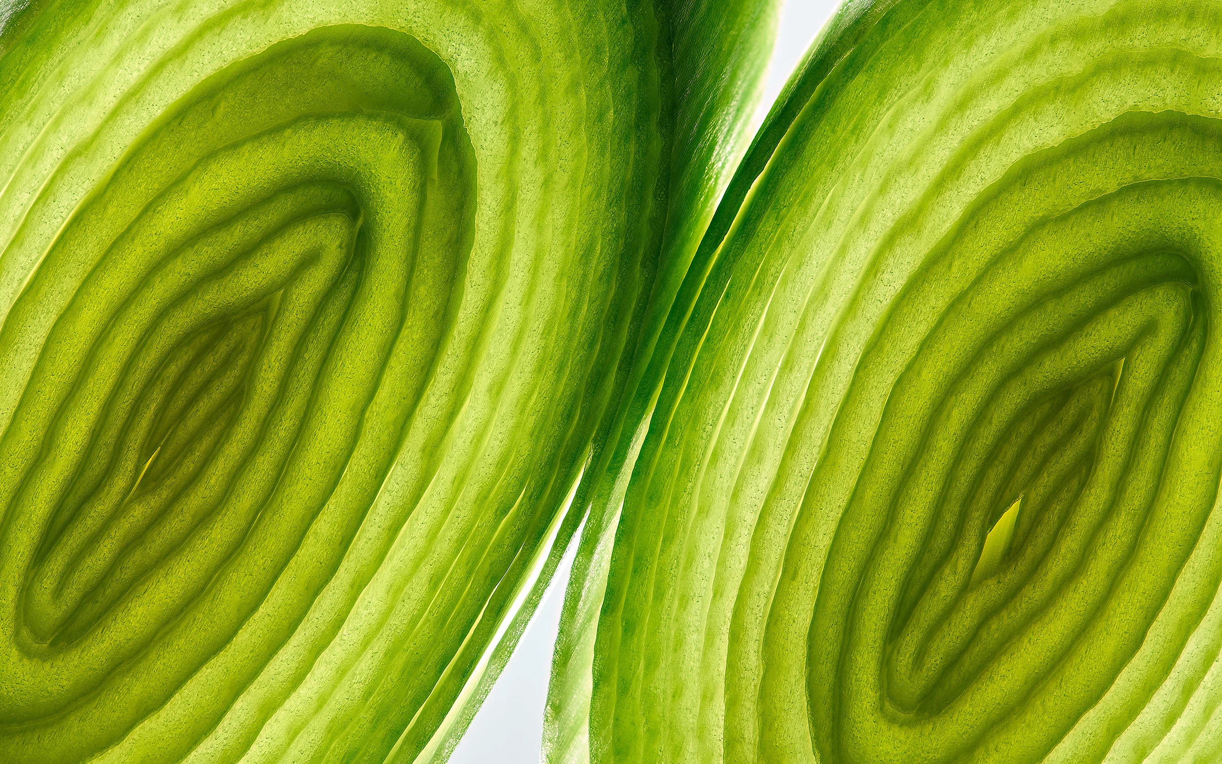 leek, close-up, Nahaufnahme, Lauch, Makrofotografie, macro