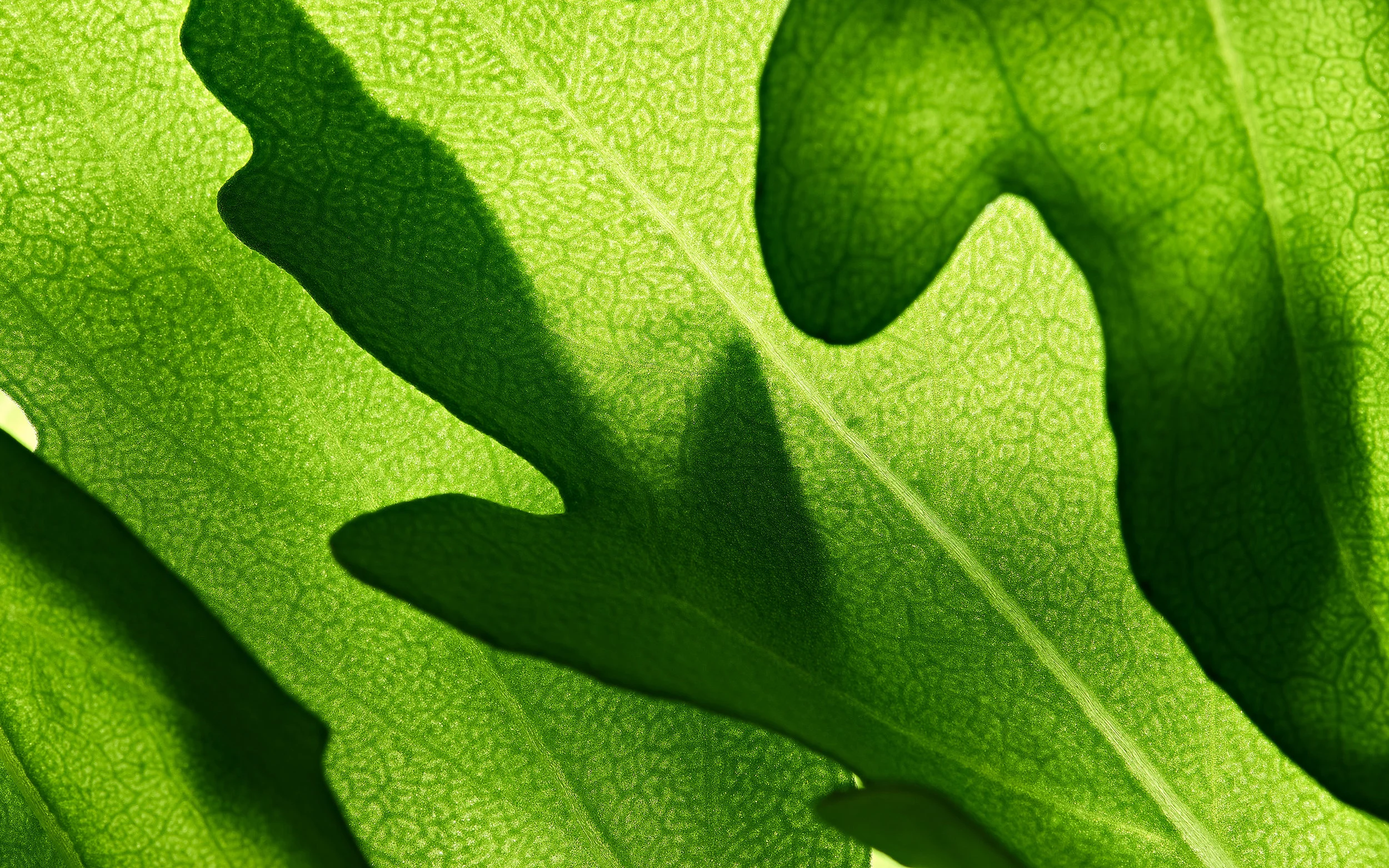 ruccola, close-up, Nahaufnahme, salad, Makrofotografie, macro