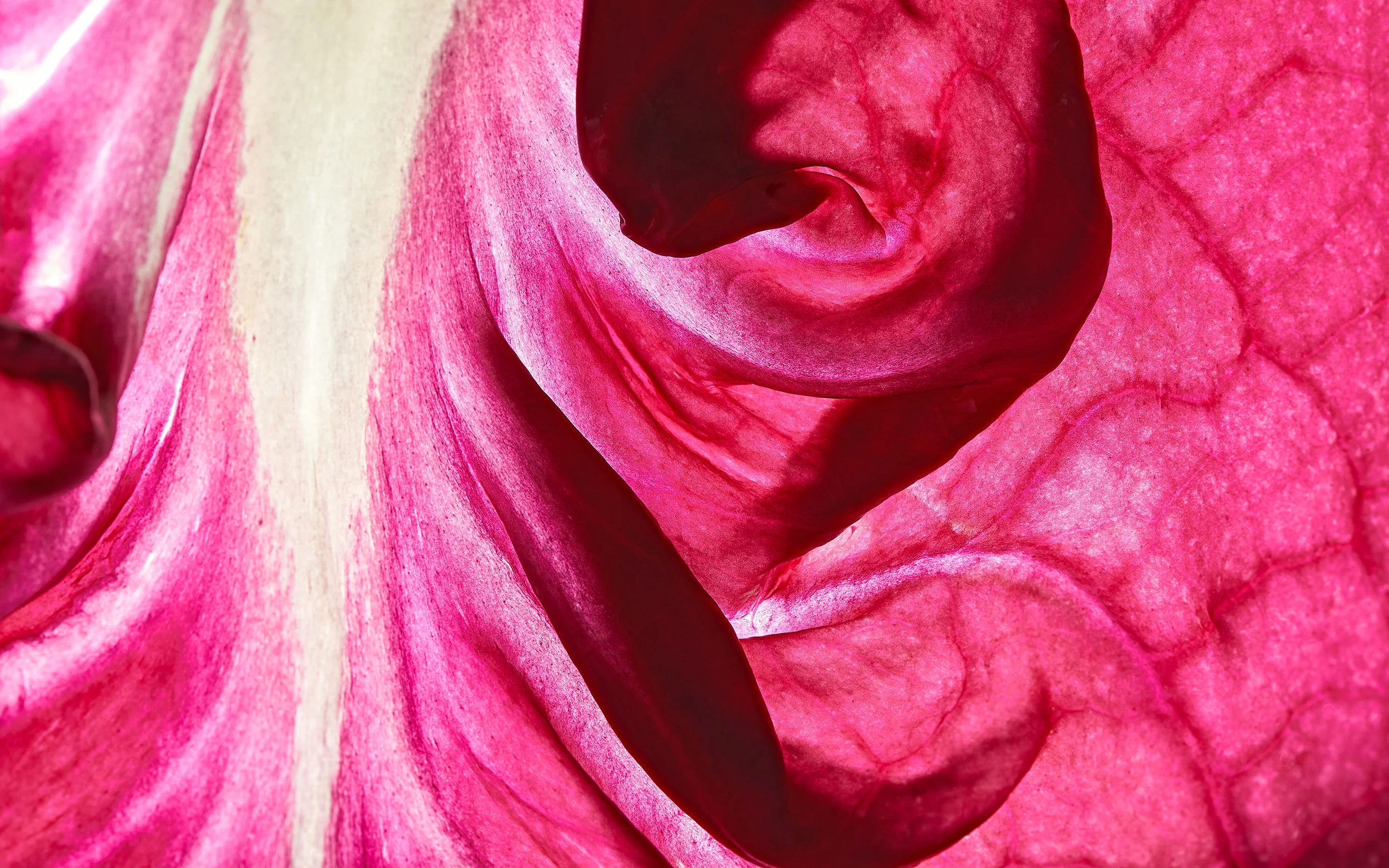 radicchio, close-up, Nahaufnahme, Radicchio, Makrofotografie, macro, Detail