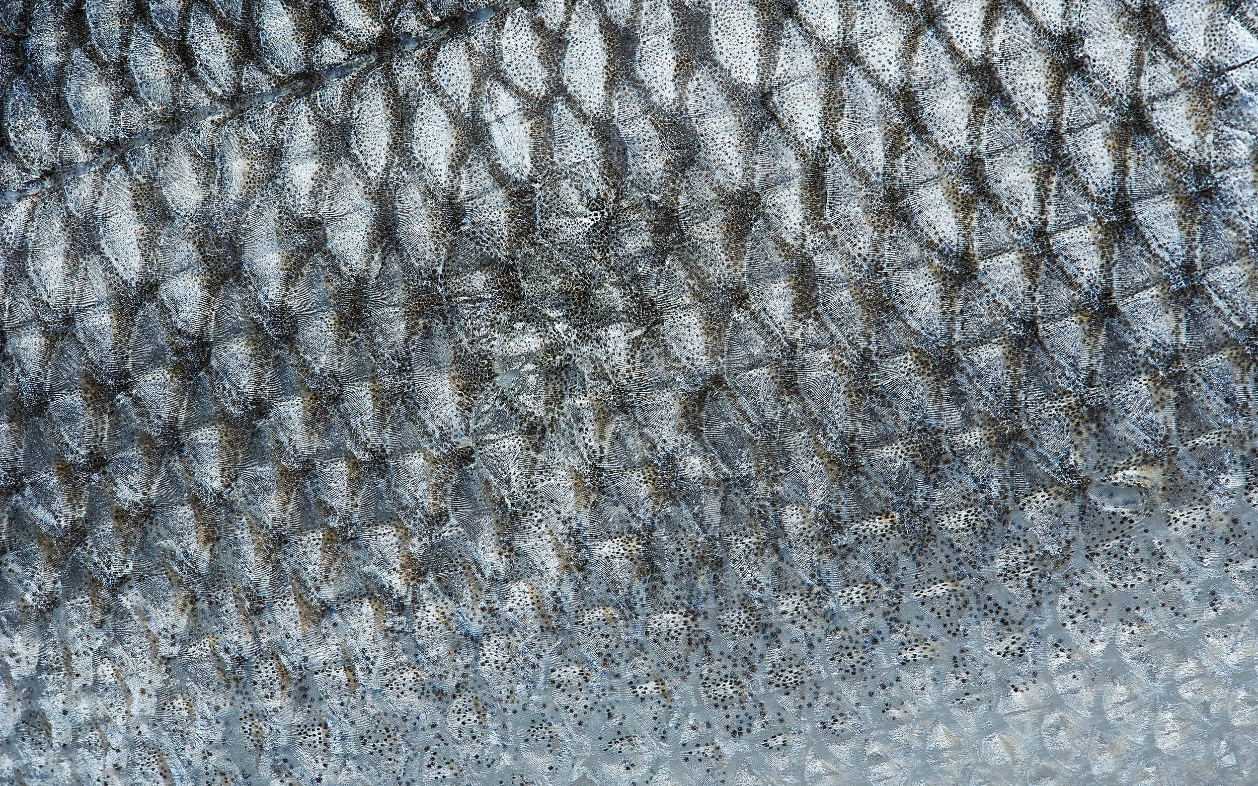 fish, fish skin, detail, close-up, Nahaufnahme, Fischhaut, Makrofotografie, macro