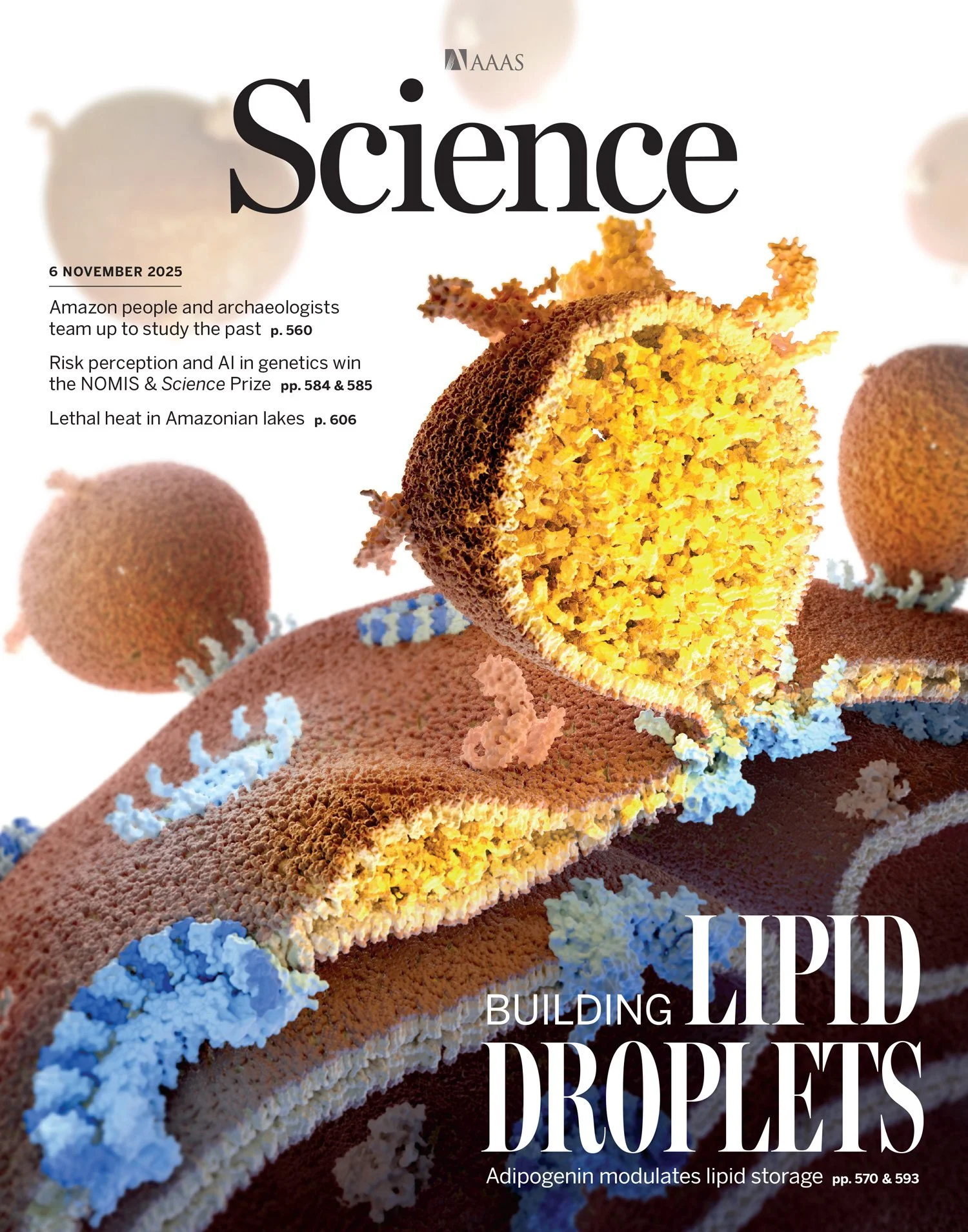 1106Cover.jpg
