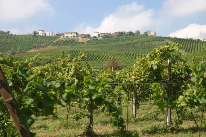 Piccolo Bacco dei Quaroni