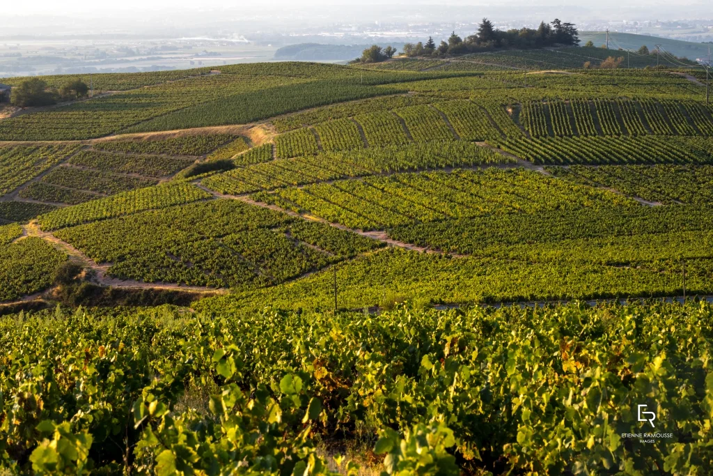 Domaine Des Bruyeres