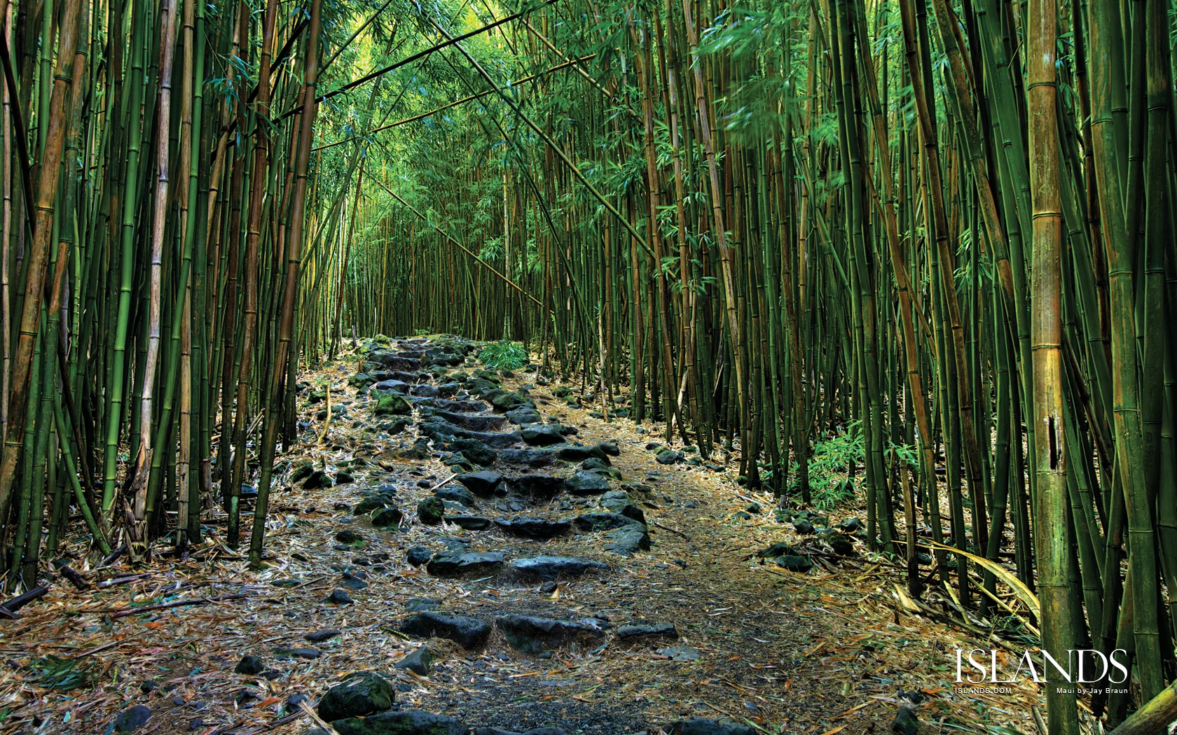 maui-rainforest-animals-image-images-for-tropical-rainforest-bamboo-pict.jpg