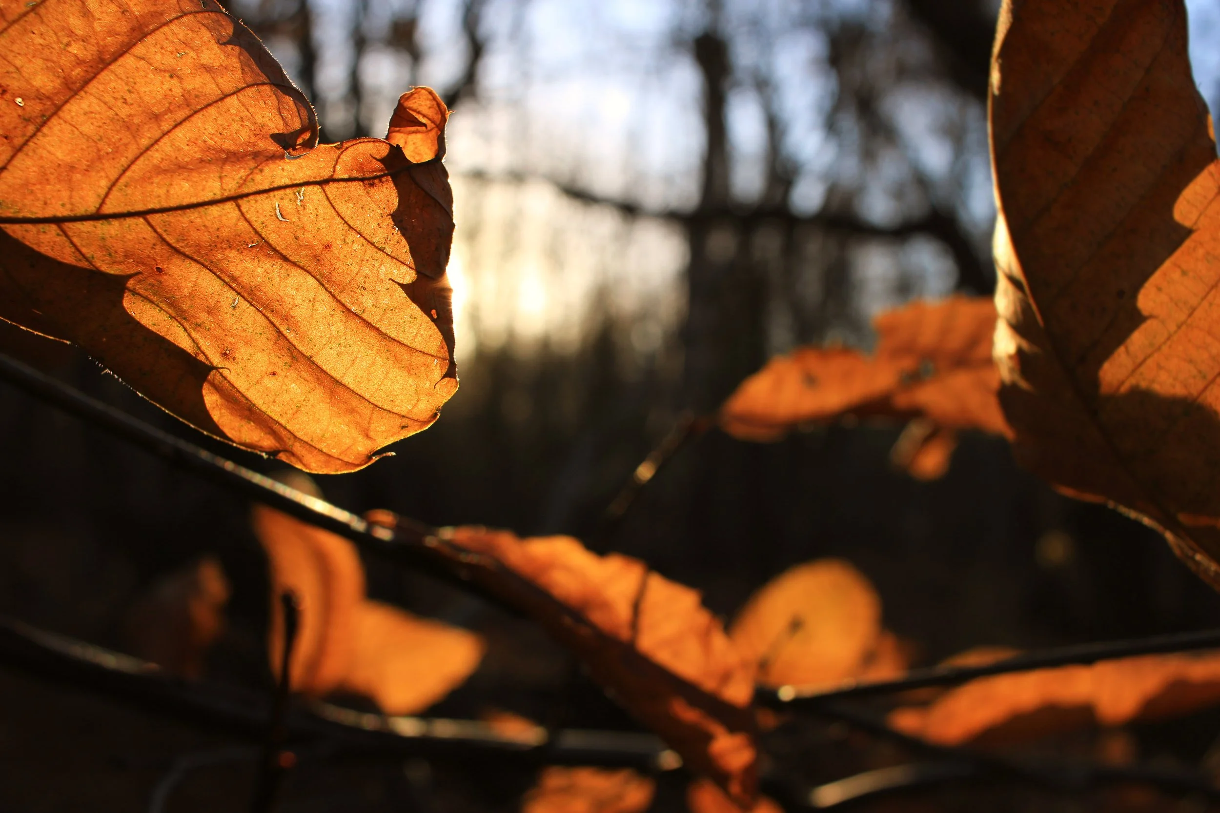 Fran Stone - Autumn leaves.jpg
