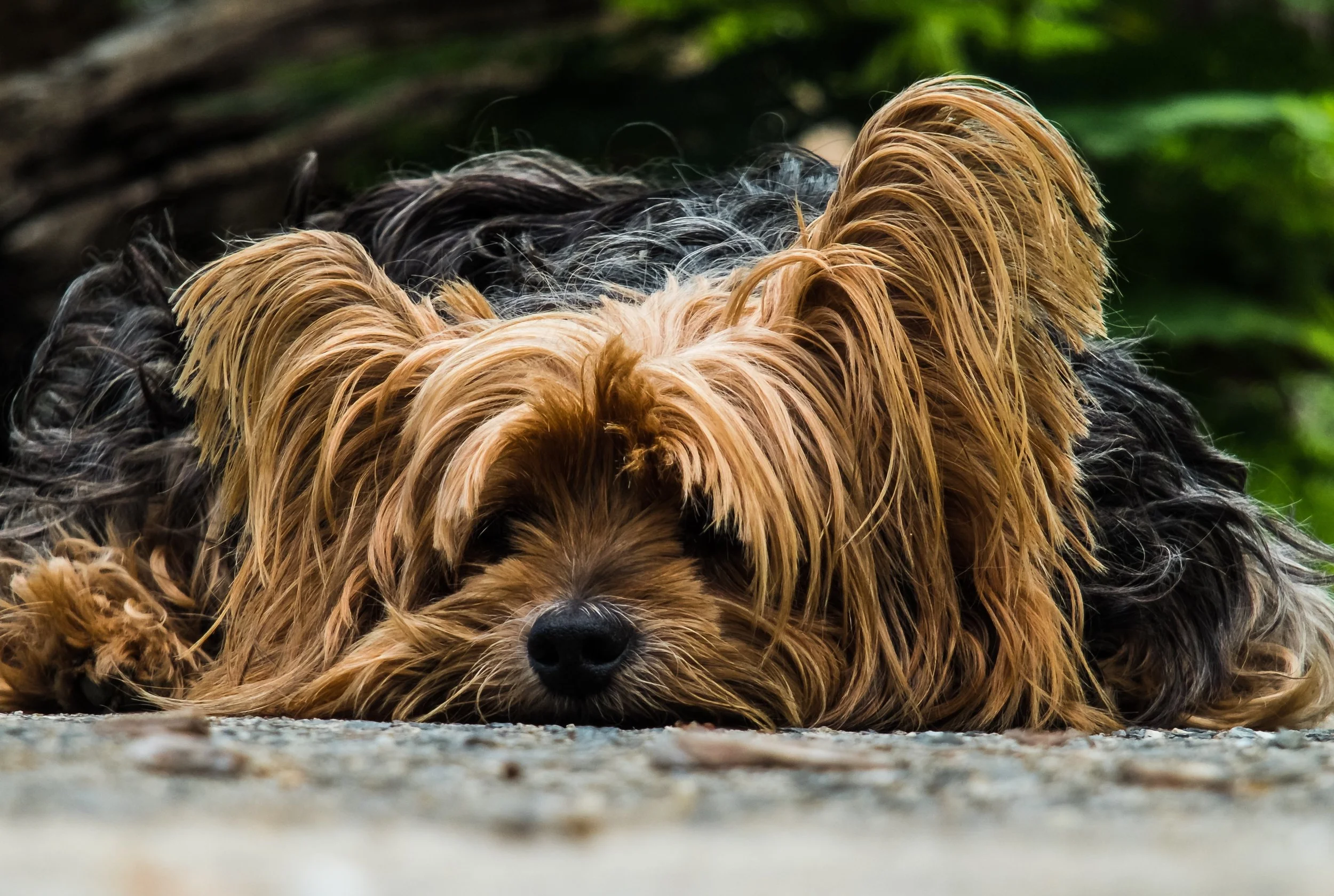 dog-yorkshire-terrier-lazy-dog-65594.jpeg