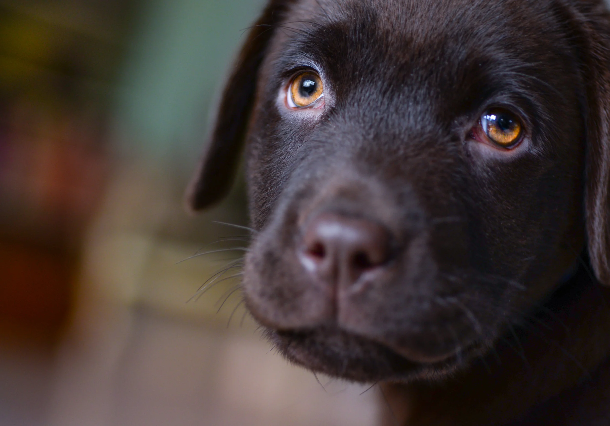 dog-face-labrador-smile-407082.jpeg