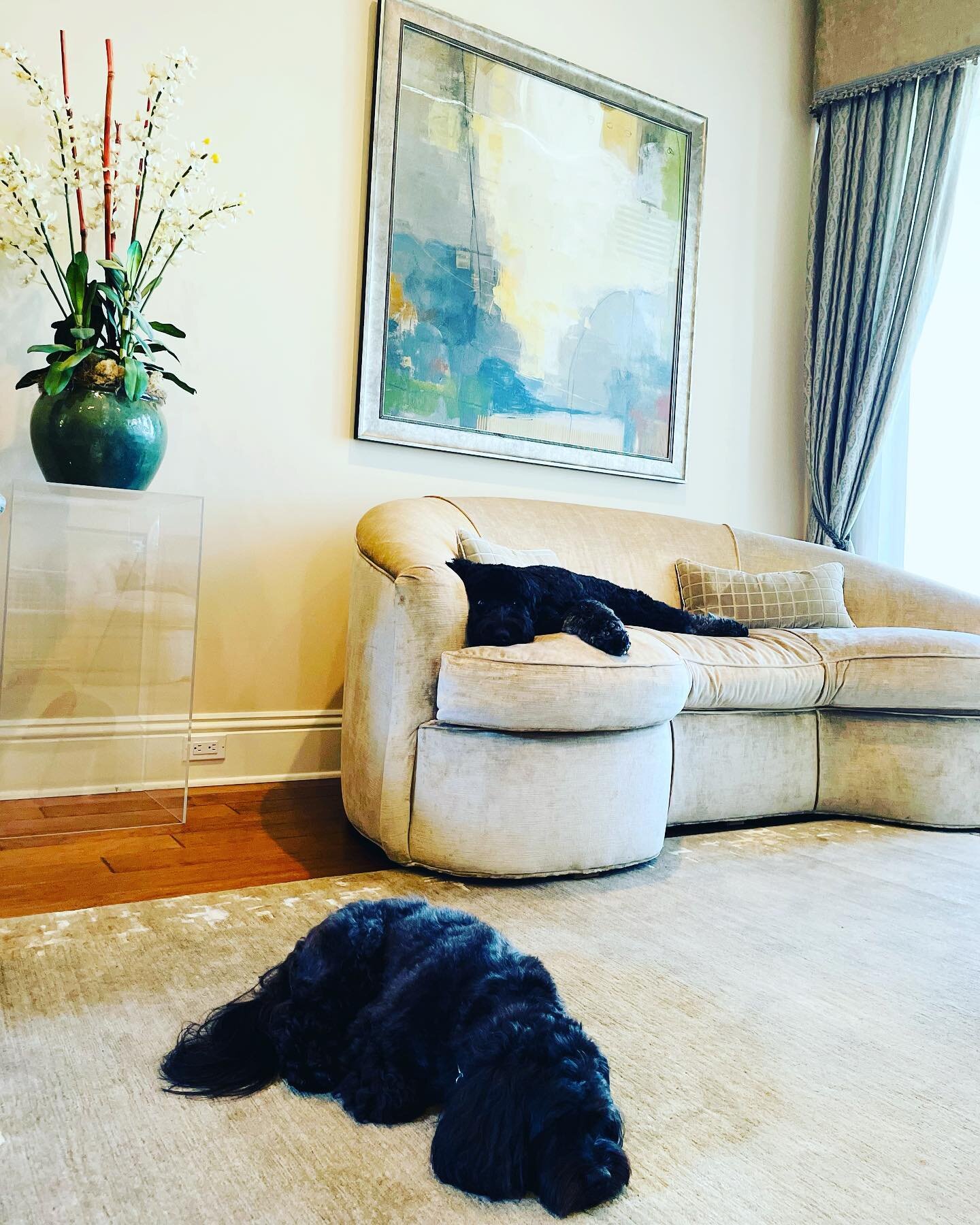 Something tells me these pups are not supposed to be in this room 😍

#dogsofinstagram #labradoodle #dogfix #spoileddog